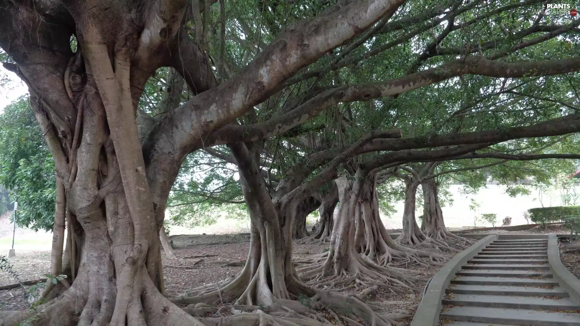 Stairs, trees, viewes