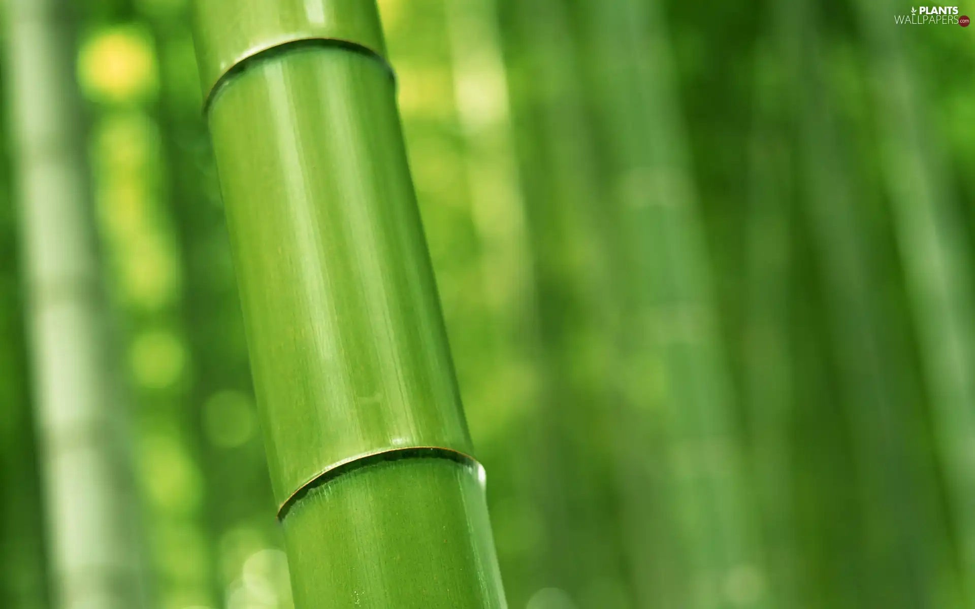 bamboo, stalk