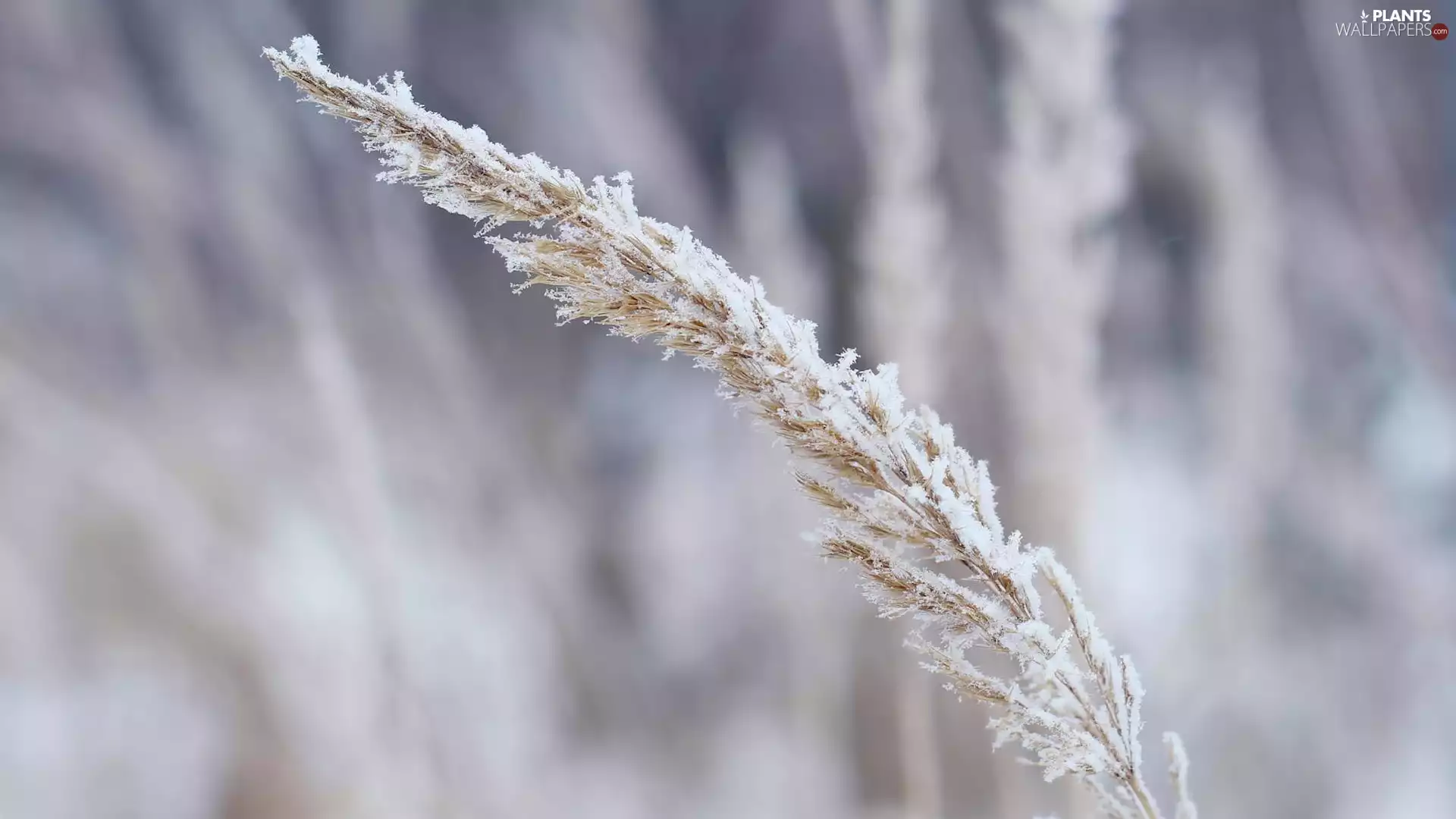 stalk, grass, frosty