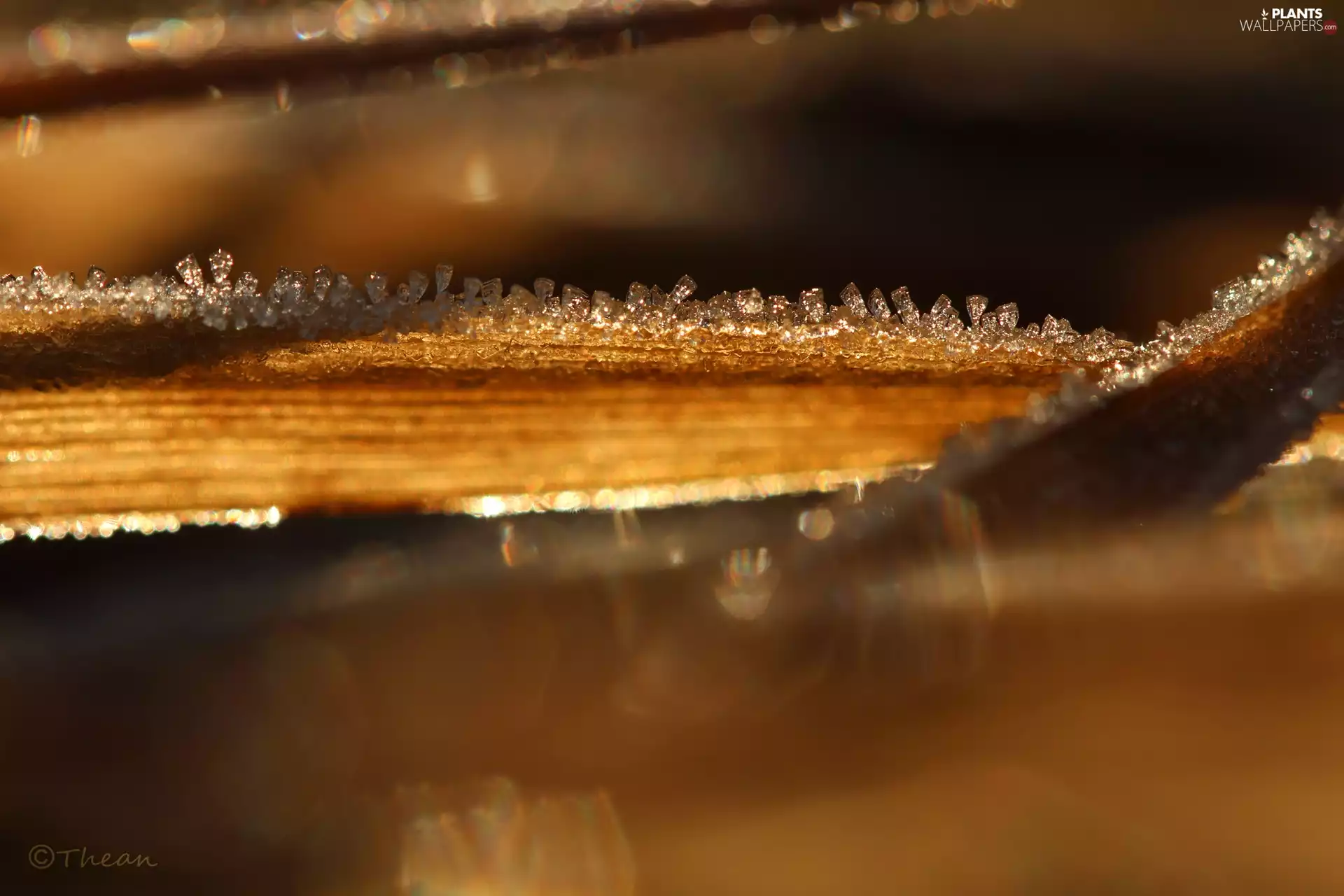 stalk, frozen, grass