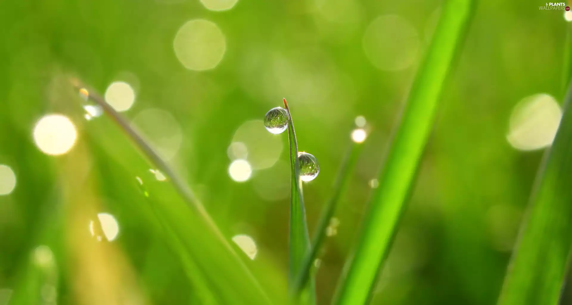 grass, drops, rapprochement, stalk