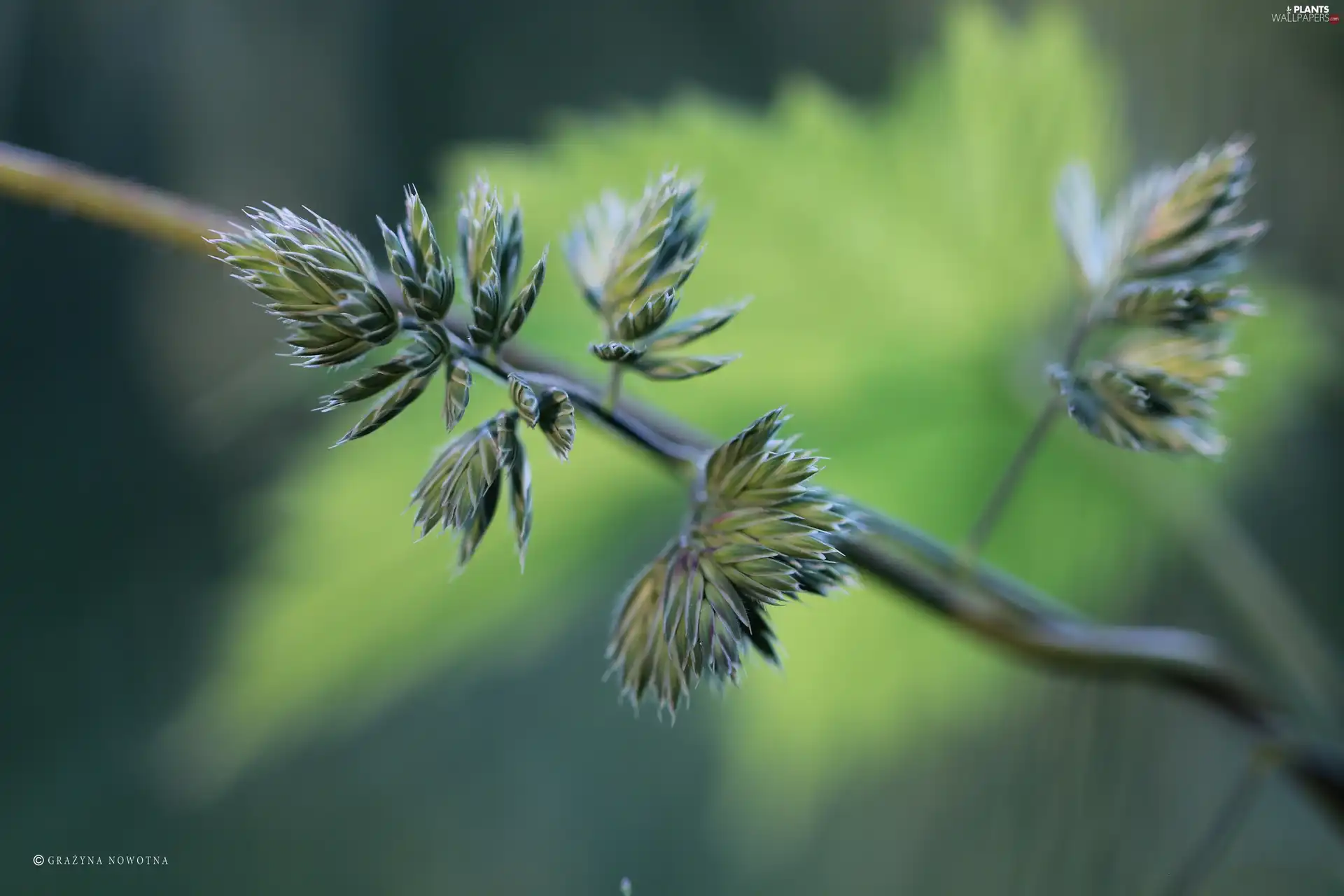 stalk, grass, inflorescence