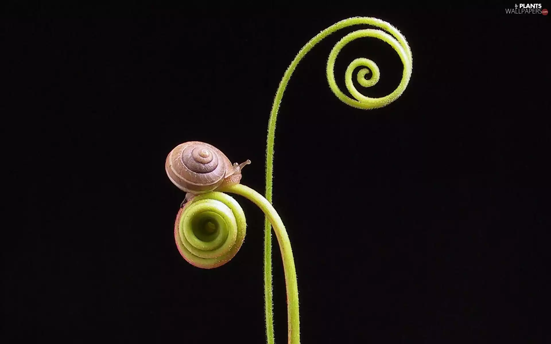 stalk, snail
