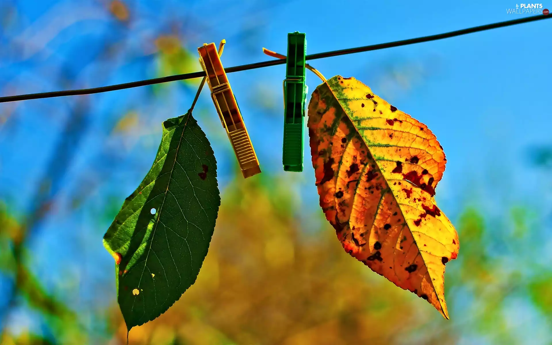 string, Sky, leaves, Staples, Two cars