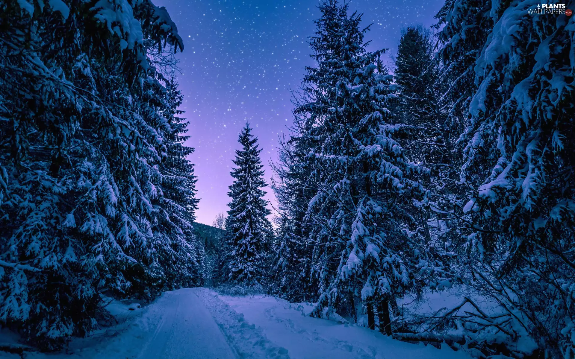 trees, winter, Night, star, viewes, snow