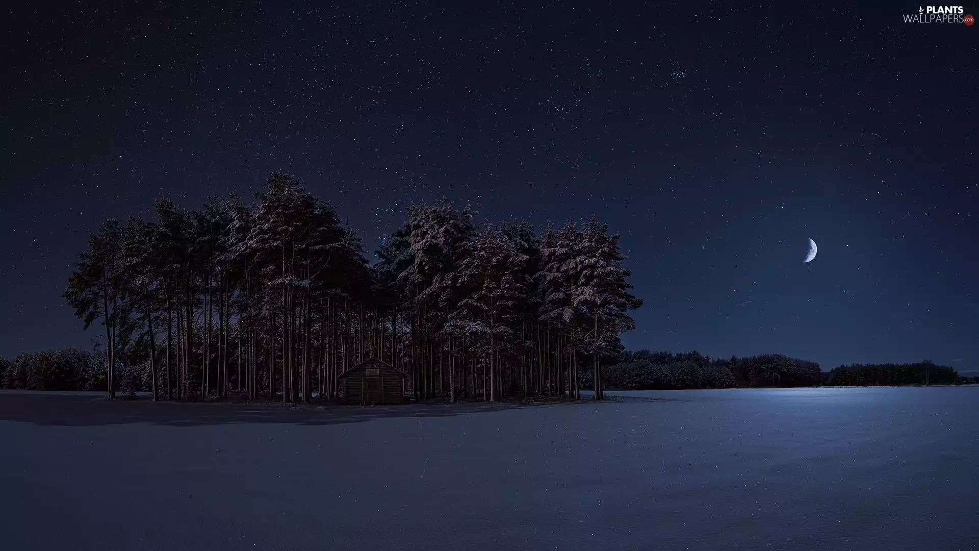 trees, Night, moon, star, viewes, winter