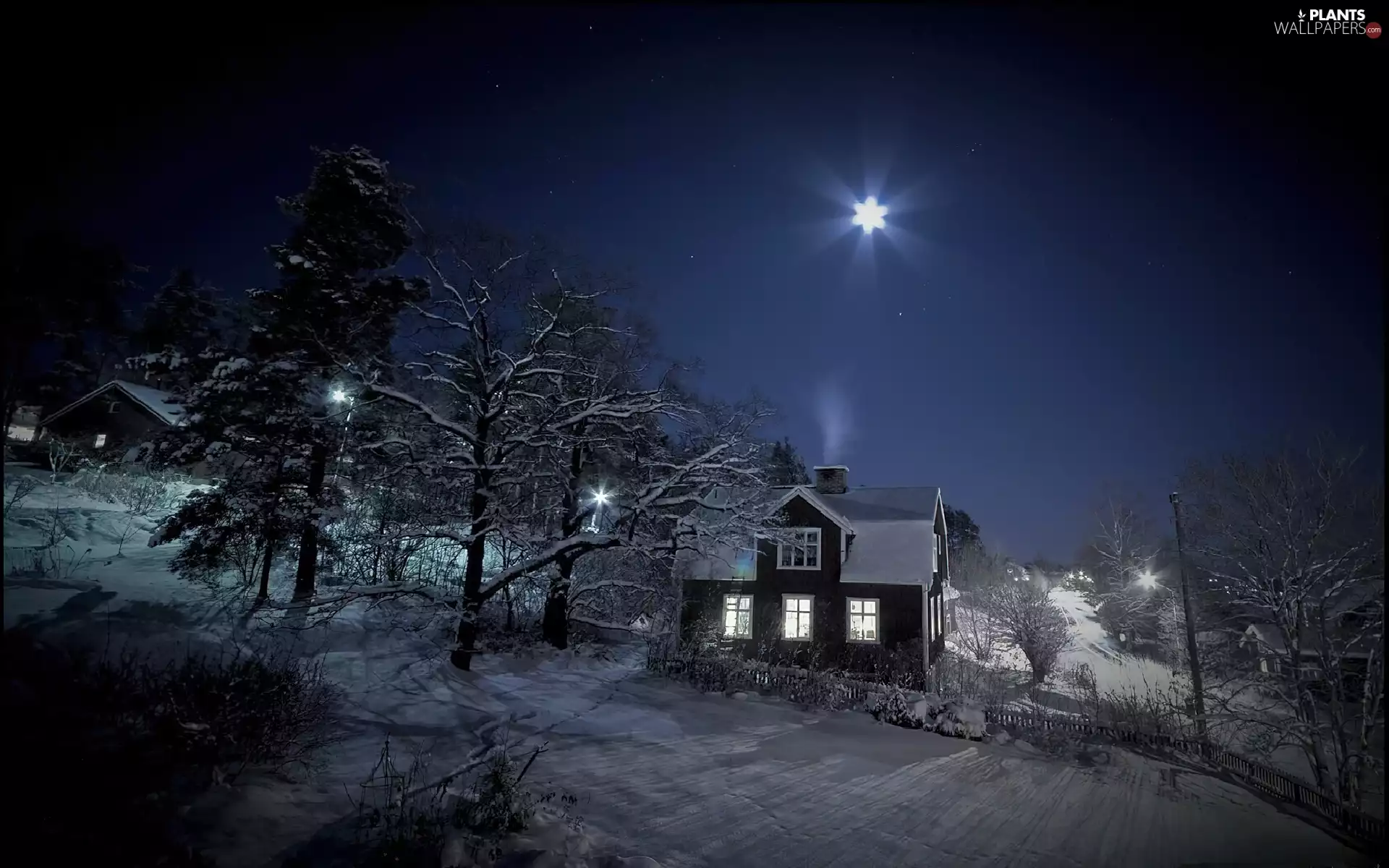 snow, starfish, trees, viewes, Home