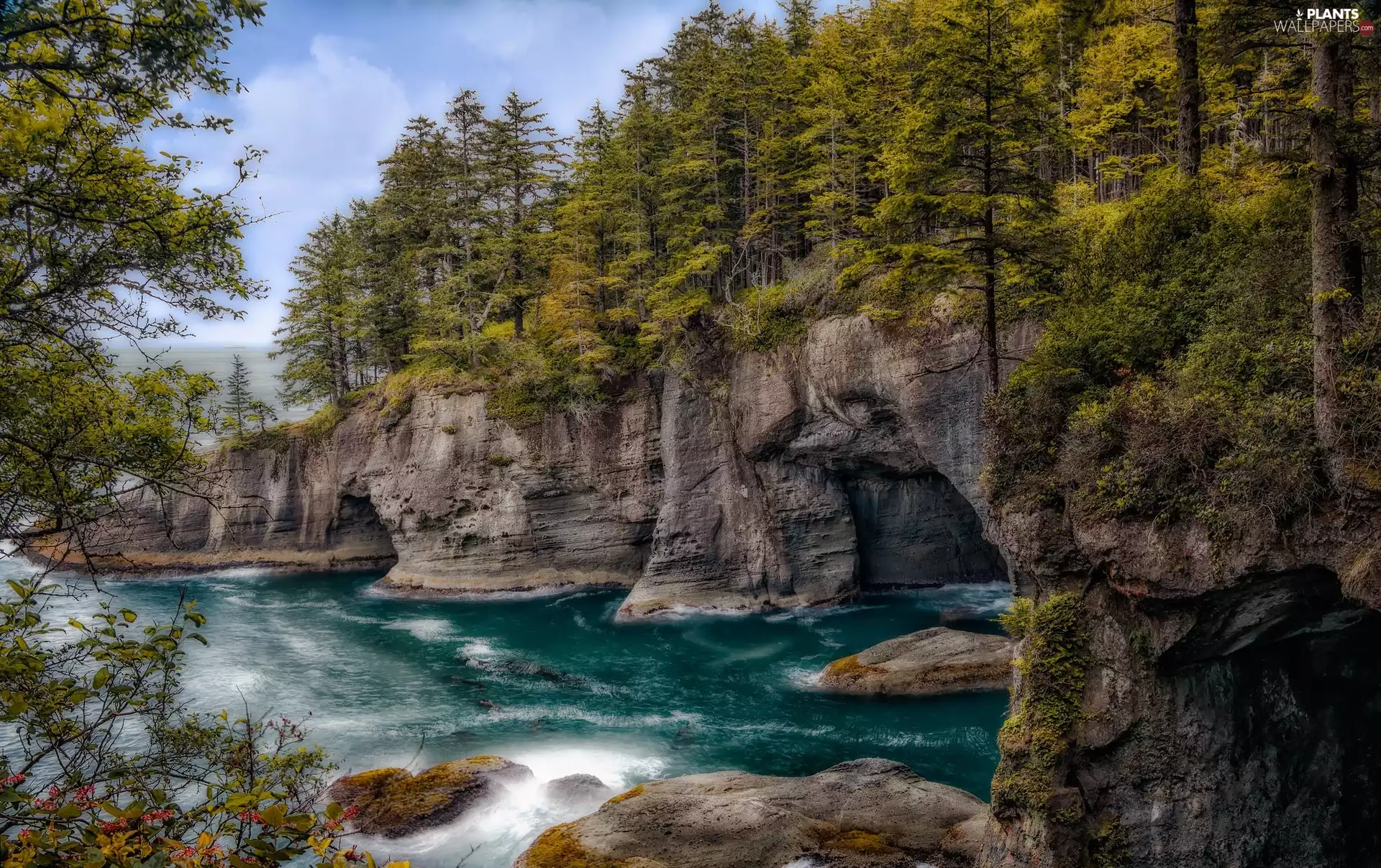 sea, Olympic National Park, rocks, trees, Washington State, The United States, Caves, Cape Flattery, viewes