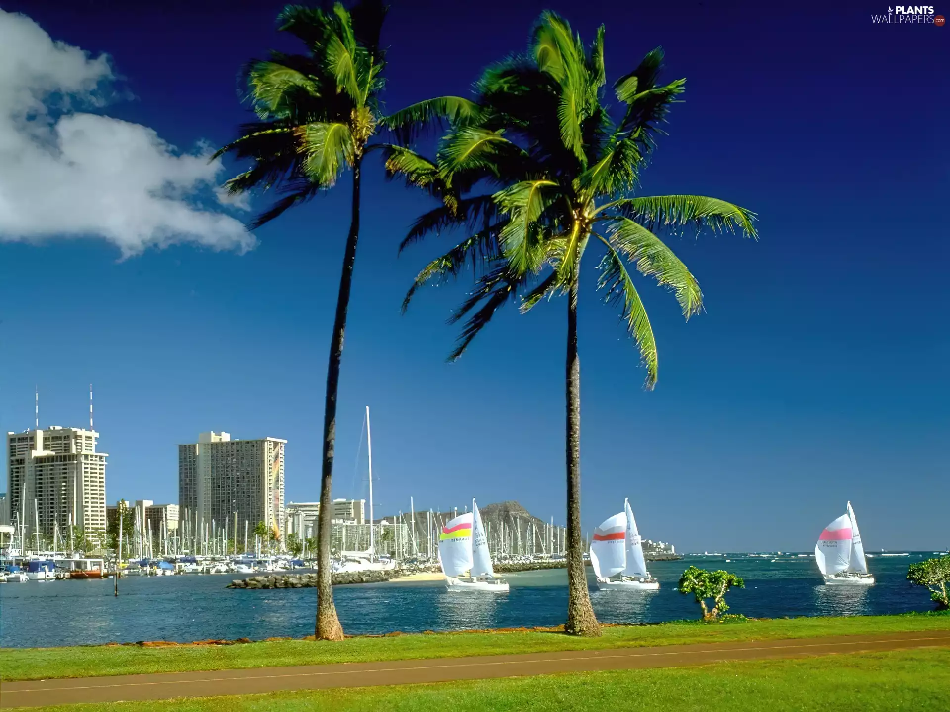 North America, Aloha State Hawaje, Palms