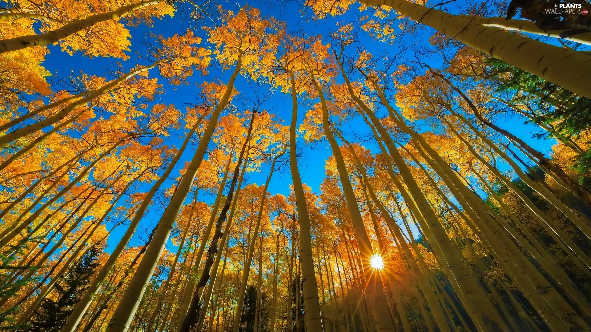 Quaking Aspen, autumn, State of Colorado, Rocky Mountain National Park, The United States