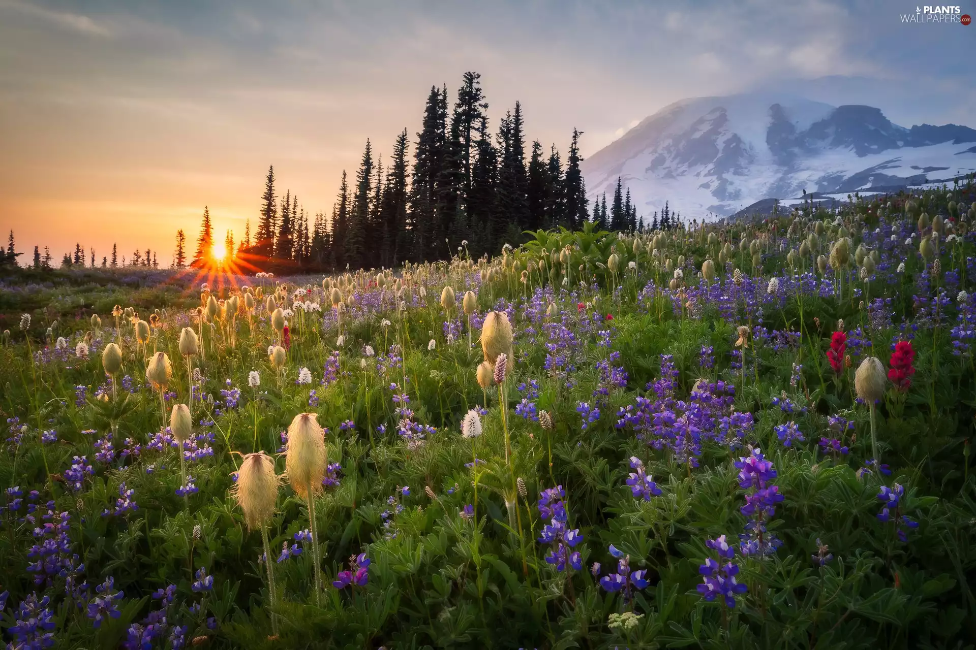Sunrise, united, Stratovolcano Mount Rainier, viewes, Meadow, state, Mount Rainier National Park, Mountains, trees, Flowers