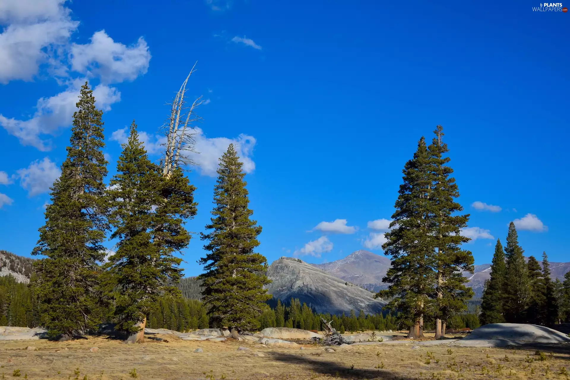 Yosemite National Park, The United States, trees, viewes, Mountains, State of California