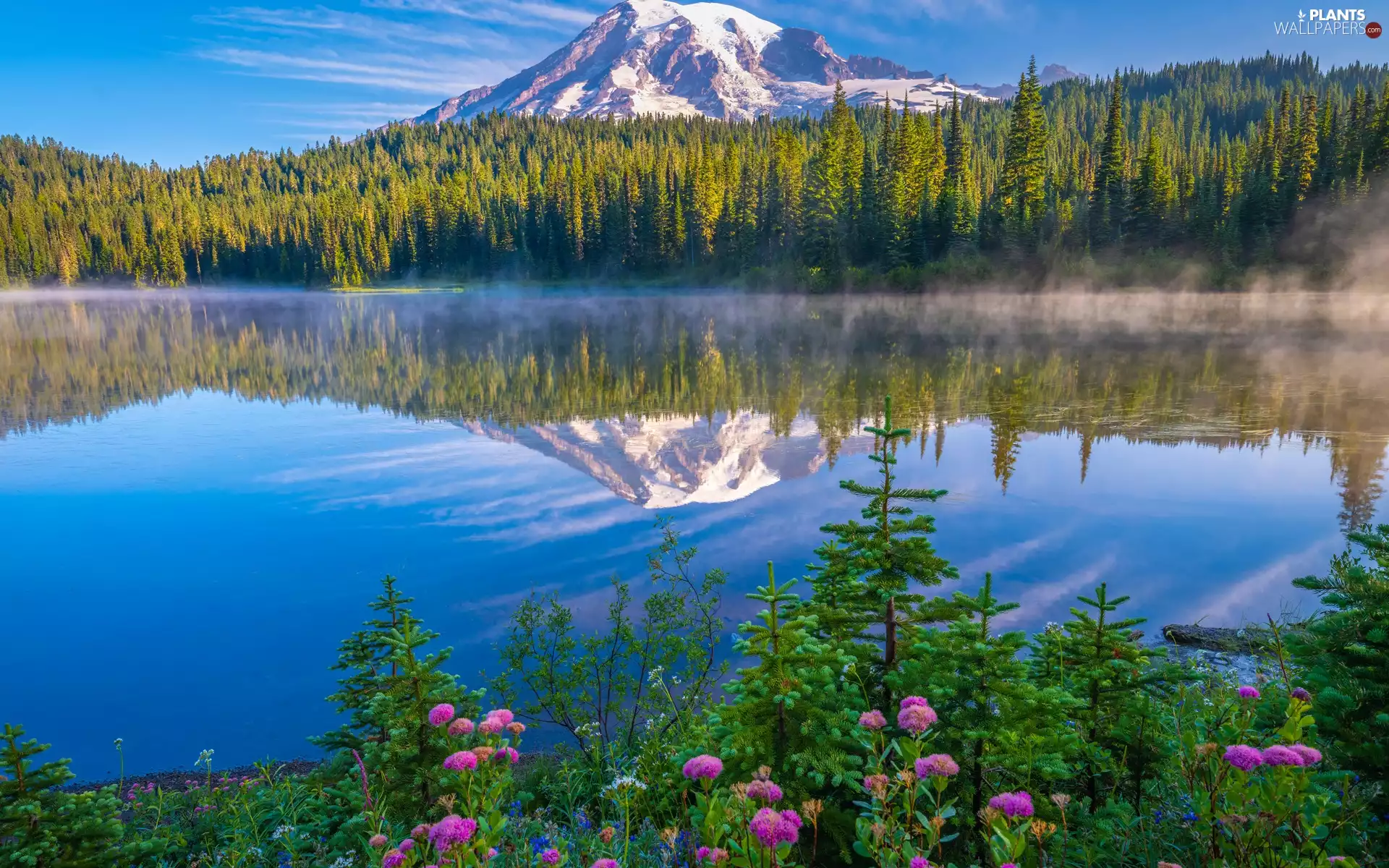 reflection, lake, Fog, trees, forest, Washington State, Flowers, Mount Rainier National Park, The United States, viewes, Stratovolcano Mount Rainier, Mountains