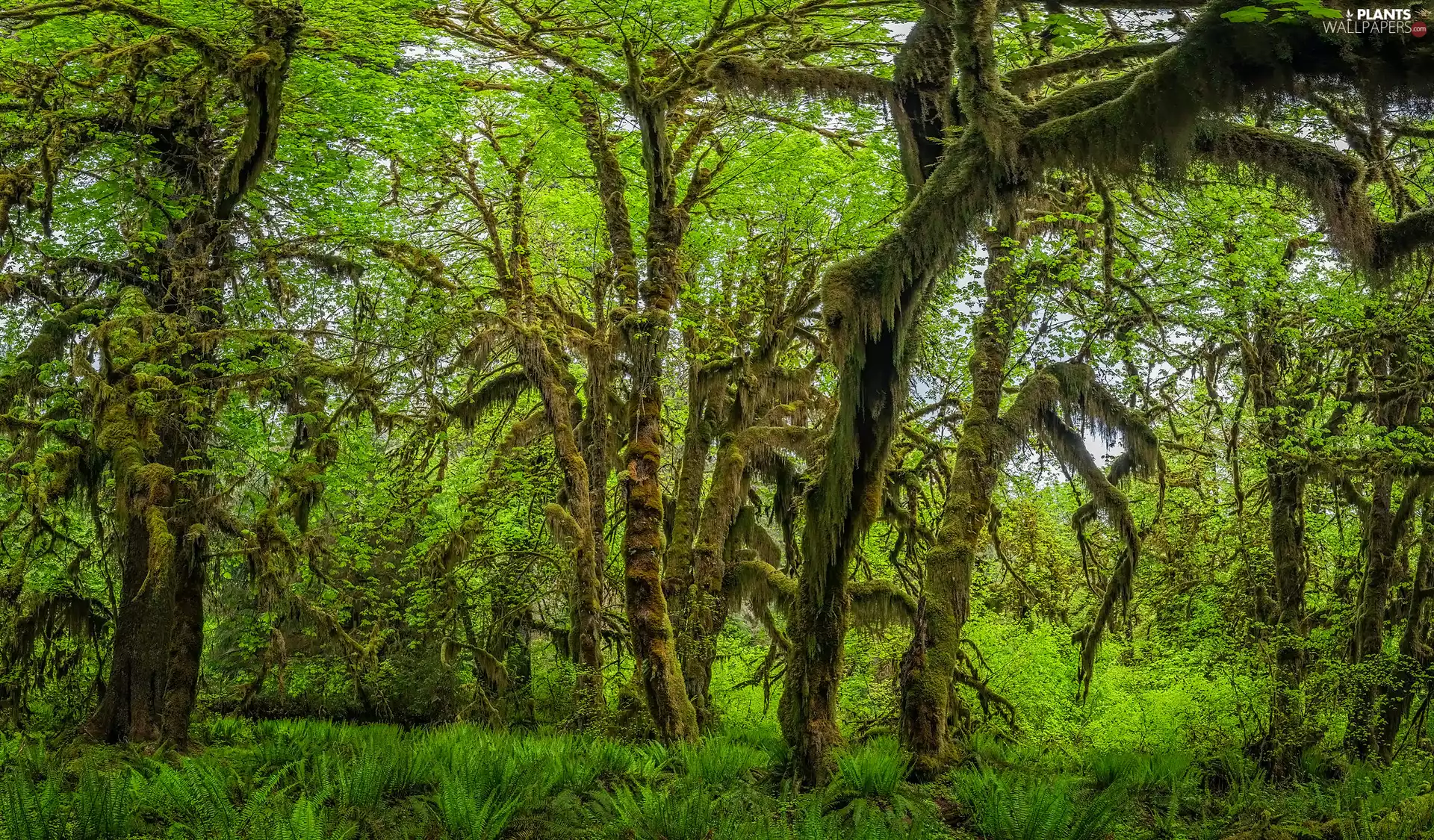 trees, viewes, The United States, branch pics, Washington State, forest, Olympic National Park, fern