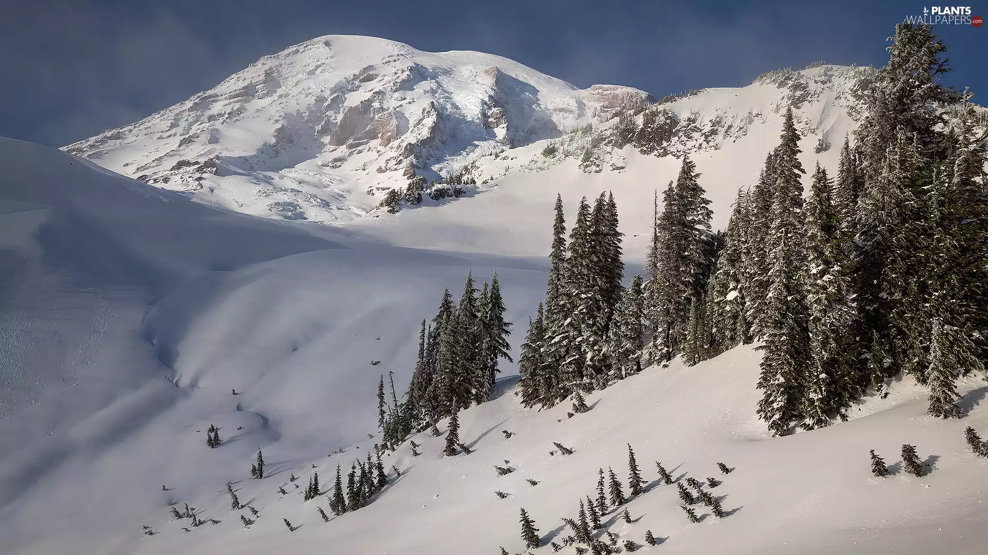 Mountains, winter, Stratovolcano, Mount Rainier, Washington State, The United States, viewes, Mount Rainier National Park, trees