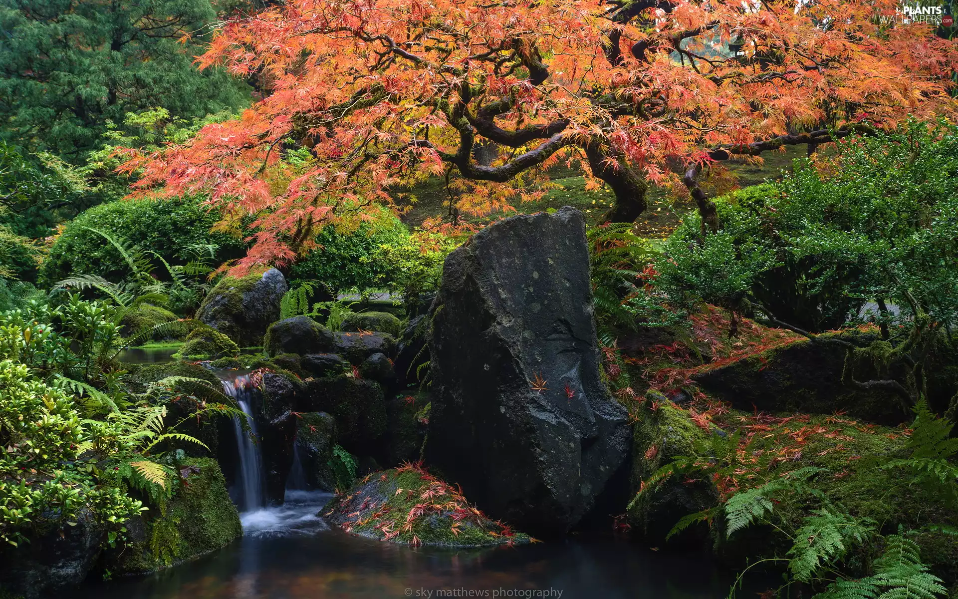 Maple Palm, viewes, fern, autumn, Washington Park, cascade, trees, The United States, Stones, Japanese Garden, Portland, State of Oregon