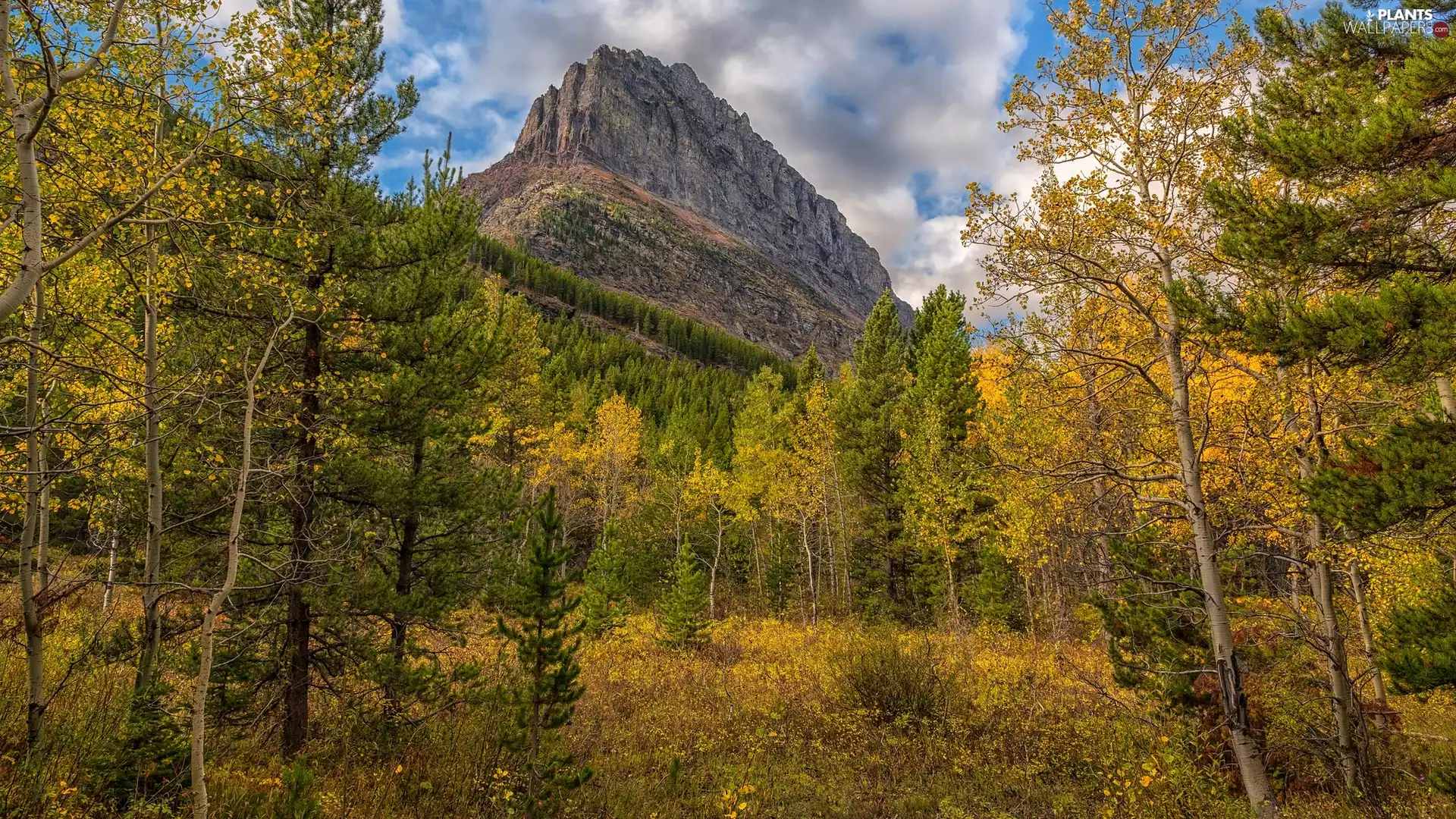 Grinnell Point, Montana State, trees, Glacier National Park, The United States, Mountains, viewes