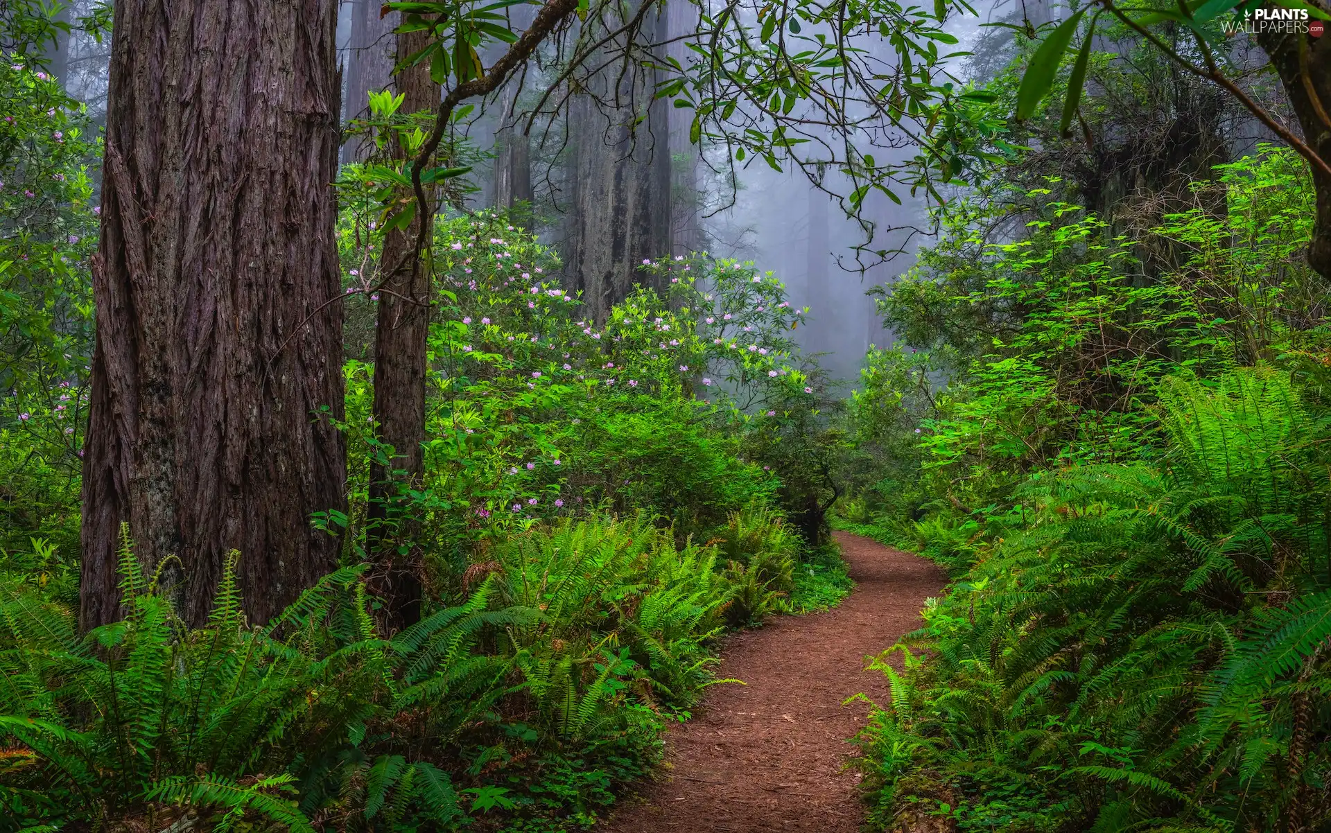 California, The United States, Redwood National Park, forest, Path, Fog, Rhododendron, fern, redwoods