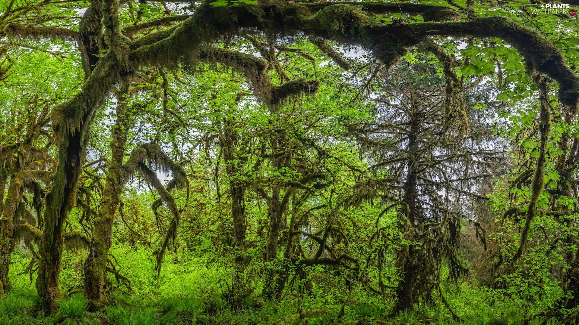 Washington, The United States, Olympic National Park, trees, fern, forest, mossy, Climbers, viewes