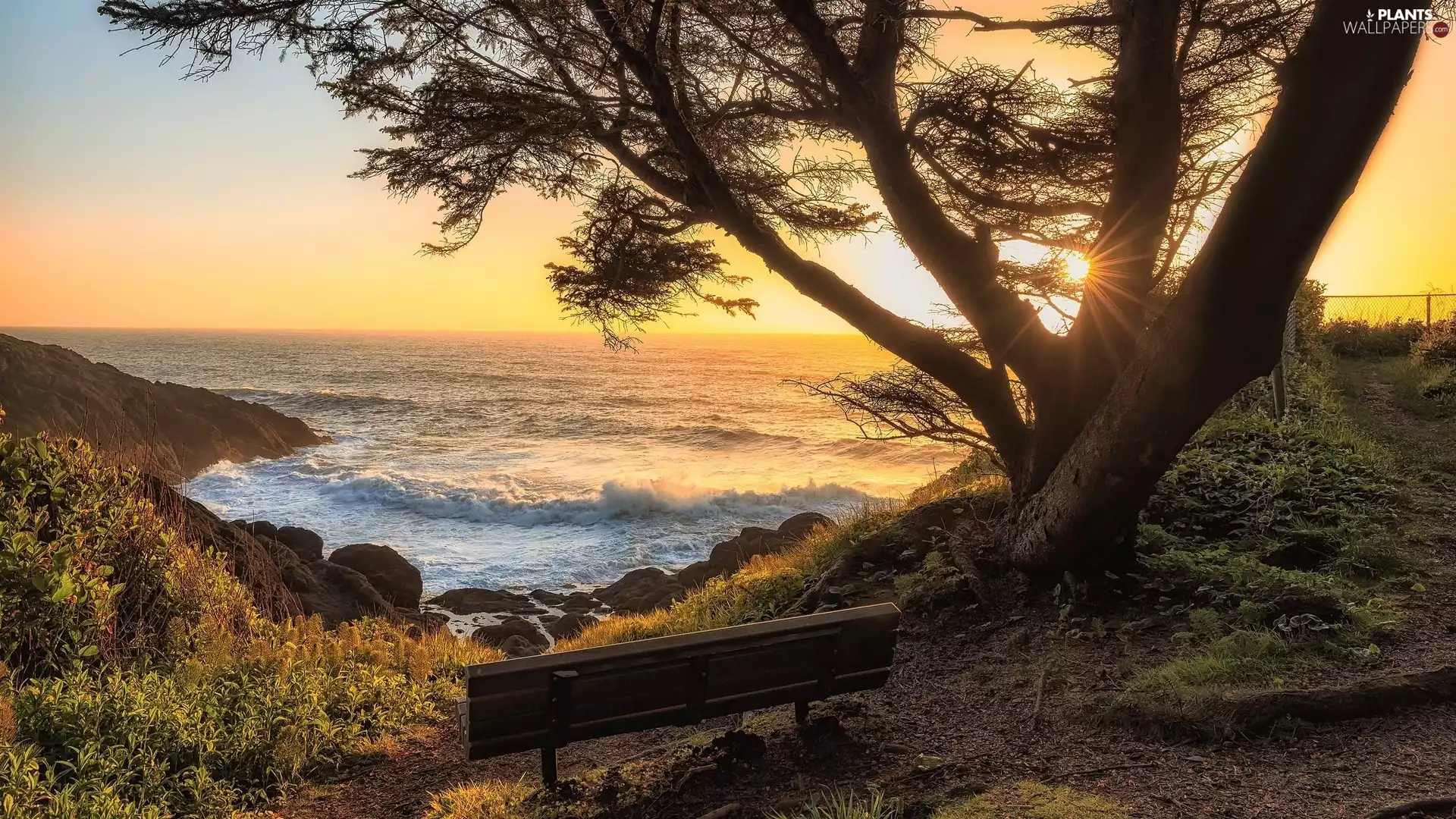 sea, State of Oregon, trees, Whale Cove, The United States, Bench, Sunrise