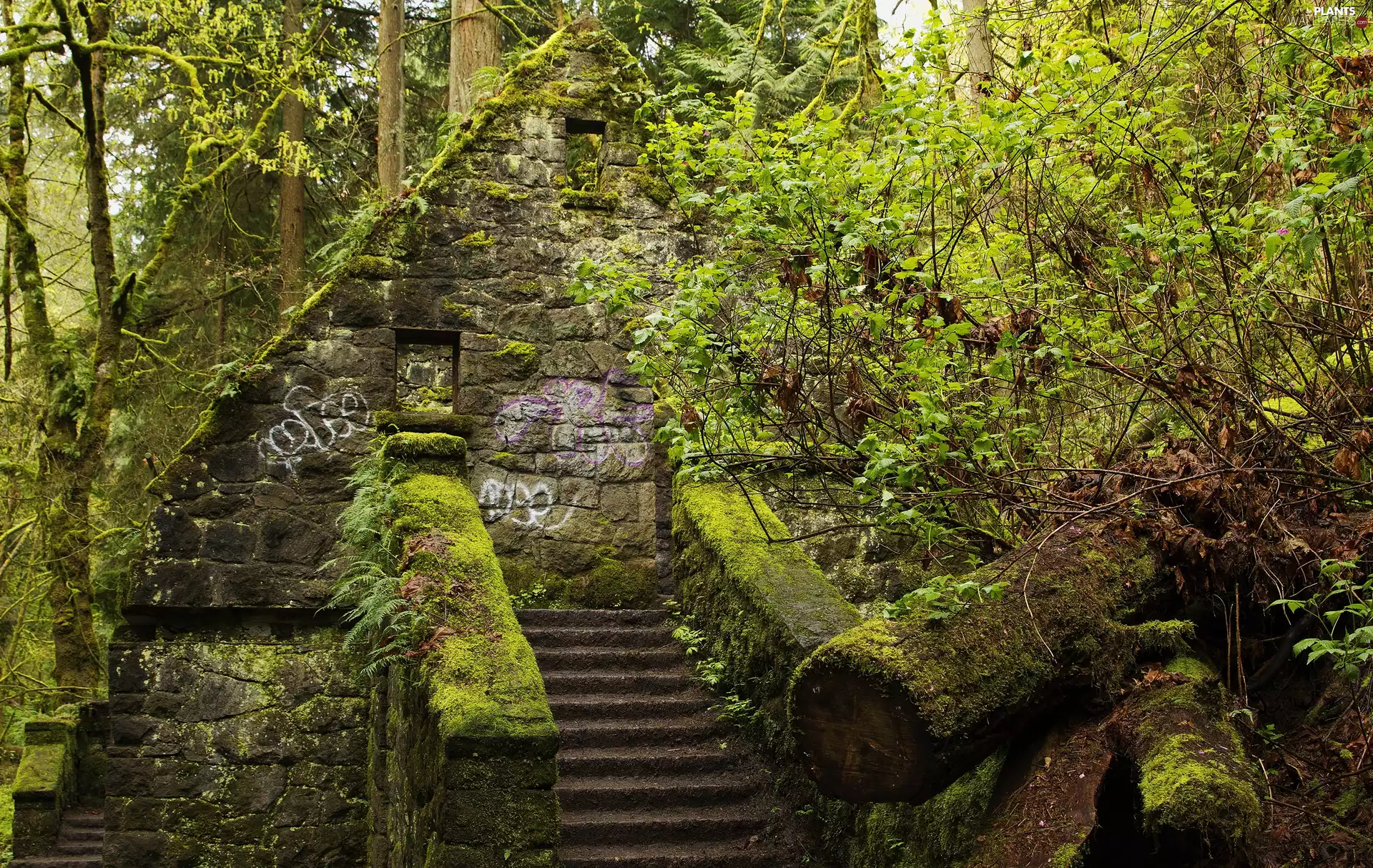 trees, State of Oregon, ruin, Park Forest, The United States, viewes, Stairs