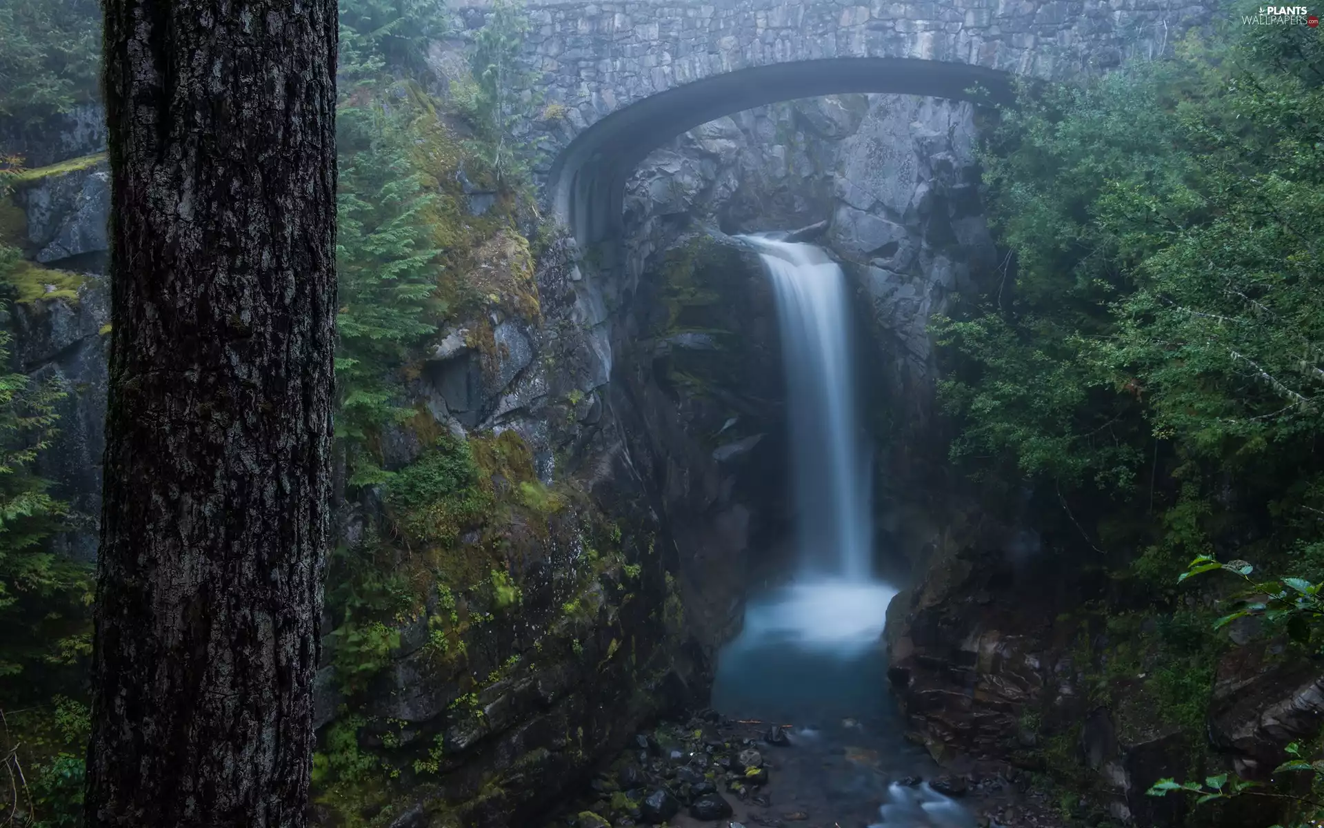 bridge, The United States, Van Trump Creek River, rocks, trees, Fog, forest, Mount Rainier National Park, Washington State, viewes, Christine Falls