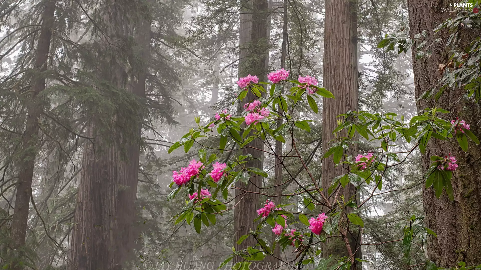 redwoods, forest, Bush, flower, rhododendron, The United States, California, viewes, trees, Redwood National Park, Flowers