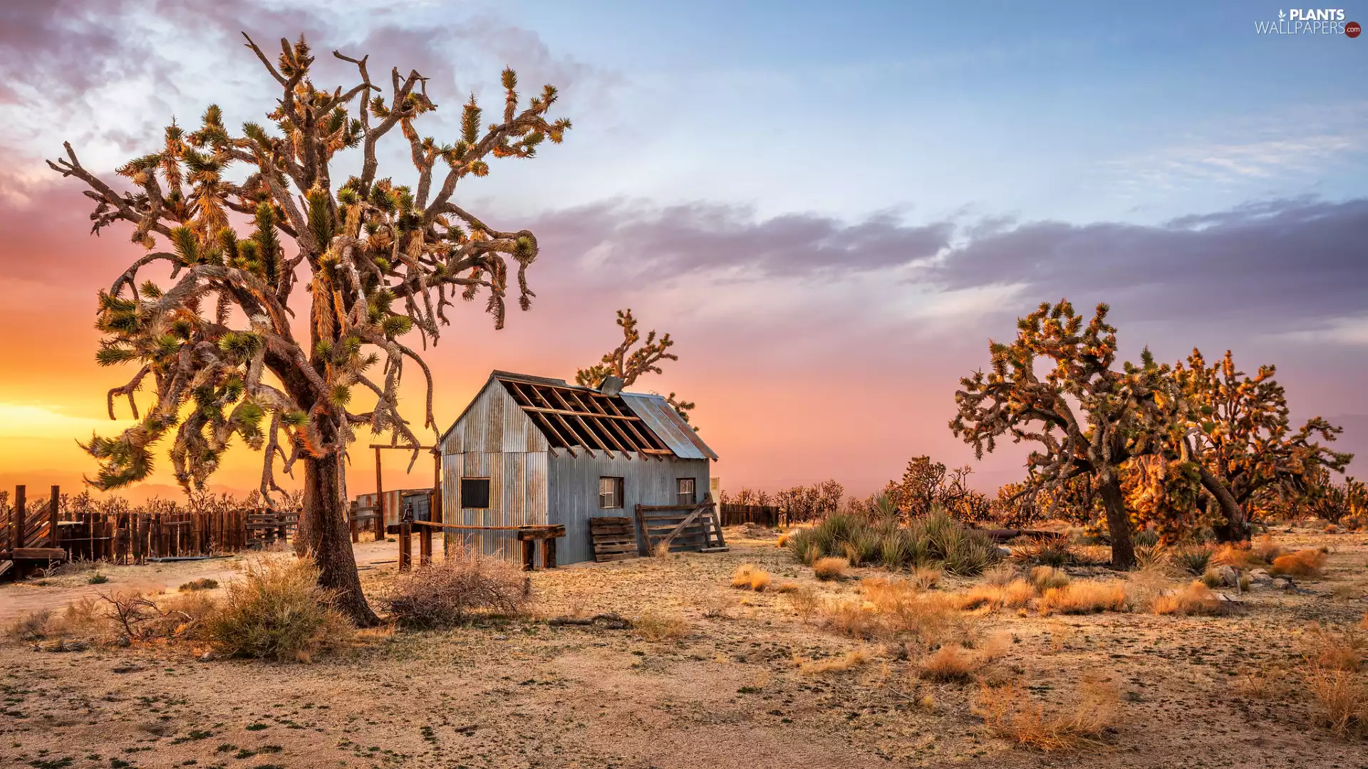 trees, Great Sunsets, Fance, viewes, Desert, The United States, California, Wooden, cote, Mojave, VEGETATION