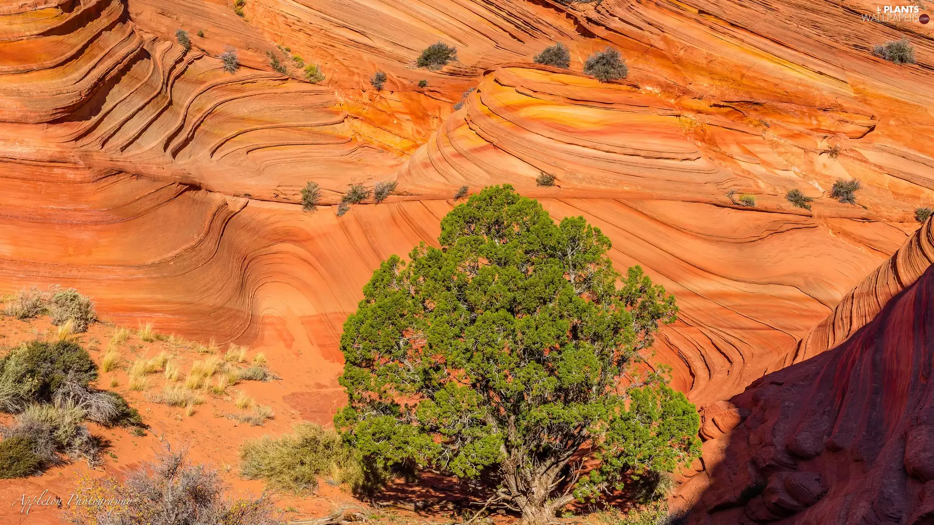 Plants, rocks, Utah State, The United States, Zion National Park, trees