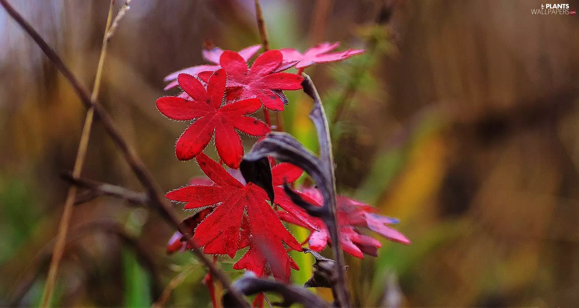 stems, Red, Leaf