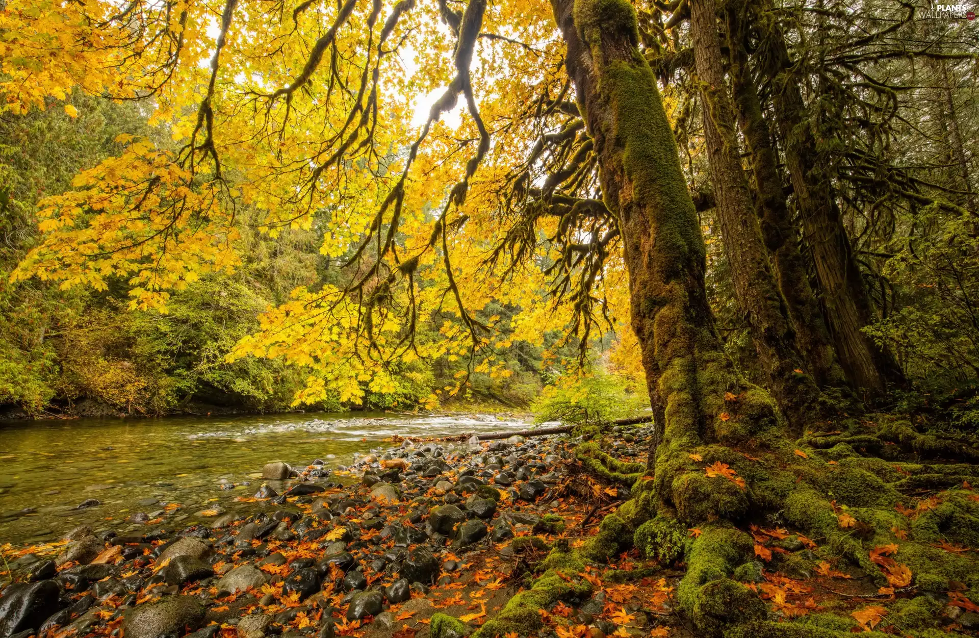 trees, mossy, River, Stems, forest, viewes, Stones
