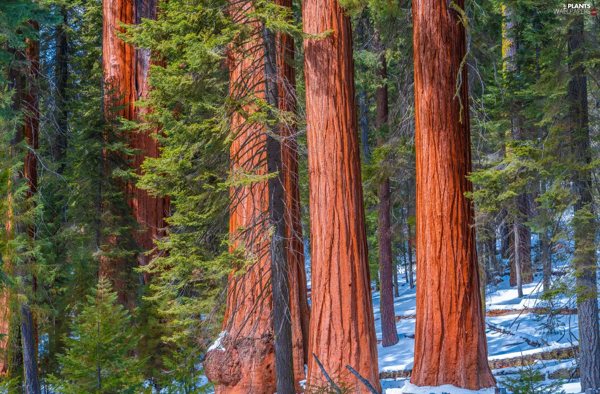 trees, forest, redwoods, Stems, viewes, snow