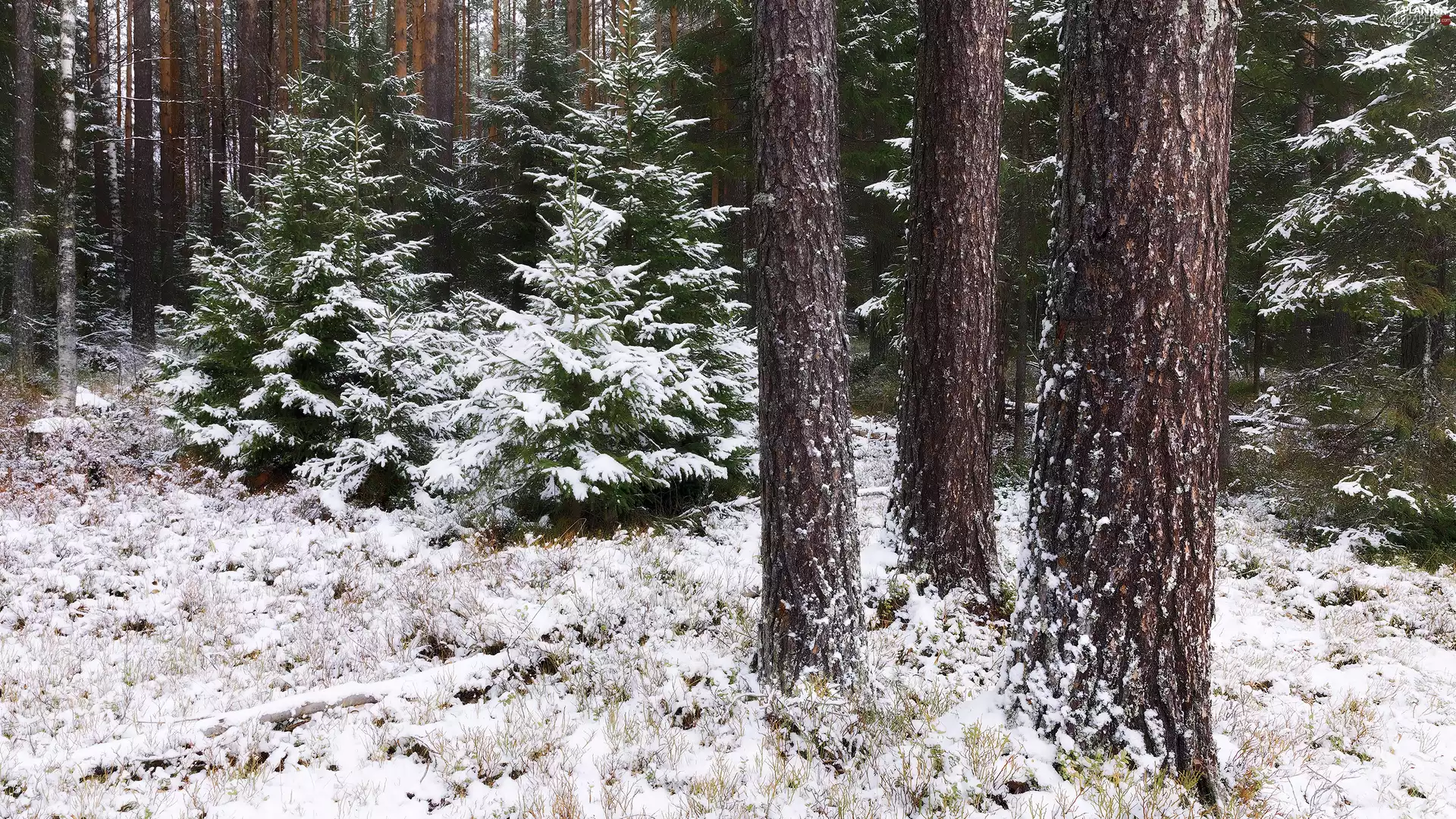 forest, winter, viewes, Stems, trees, snow