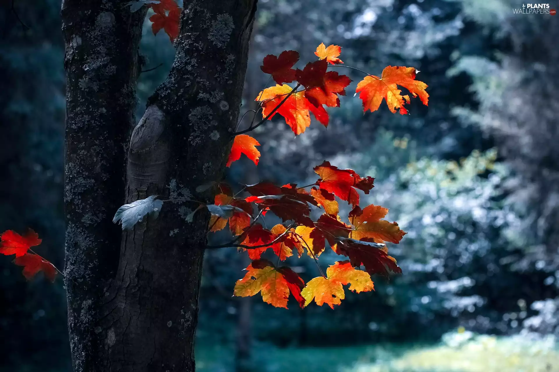 trees, Leaf, autumn, Stems