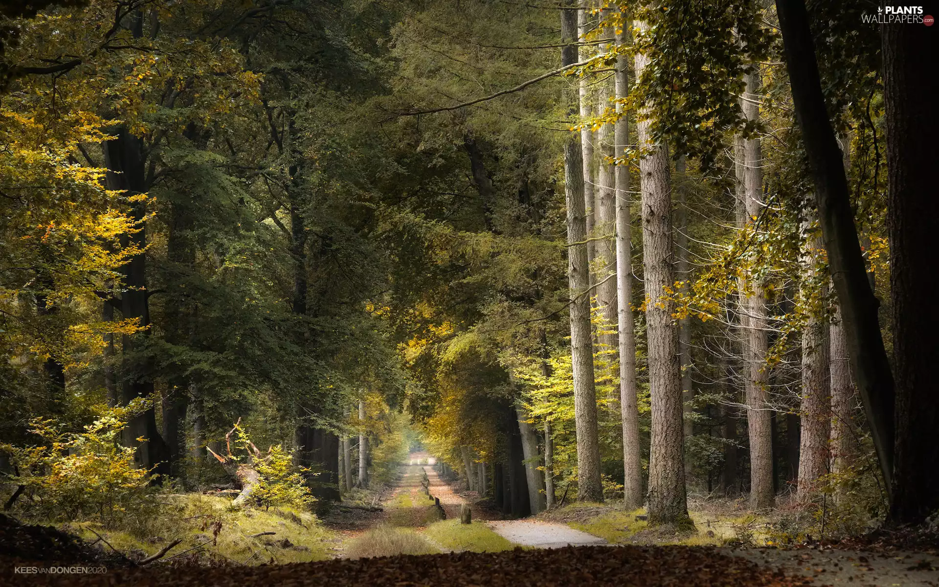 Way, Stems, trees, viewes, forest