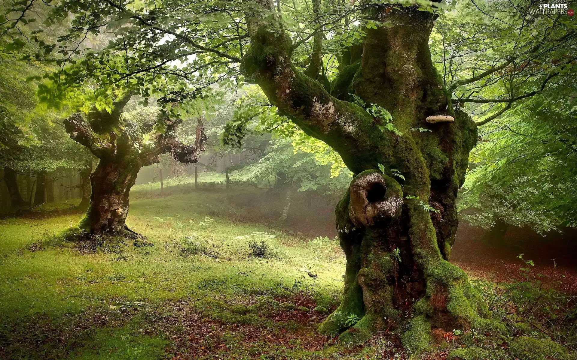 mossy, Stems, viewes, forest, trees