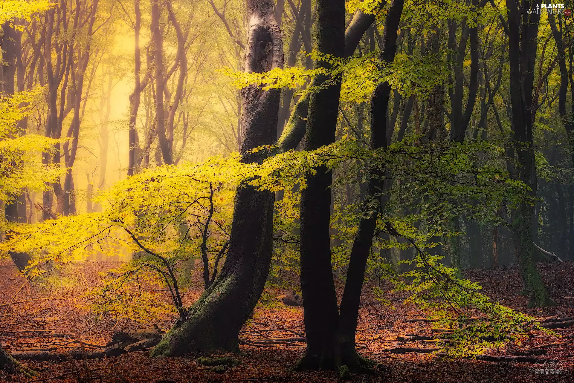 Stems, trees, viewes