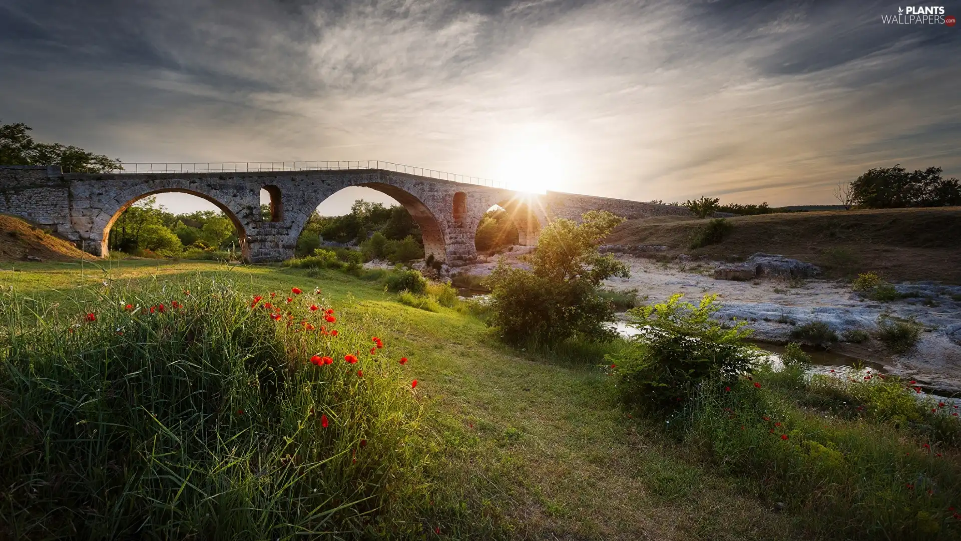 bridge, River, papavers, stone, Sunrise, grass, Bush