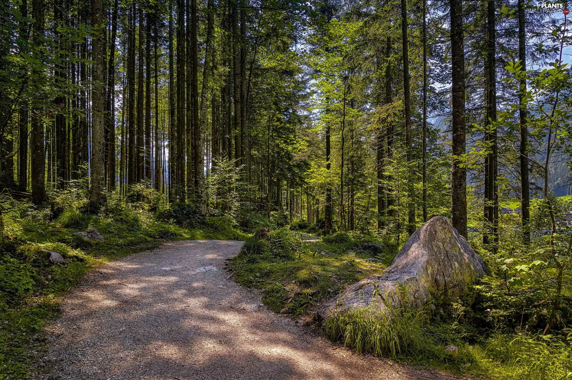 Path, Stone, trees, viewes, forest