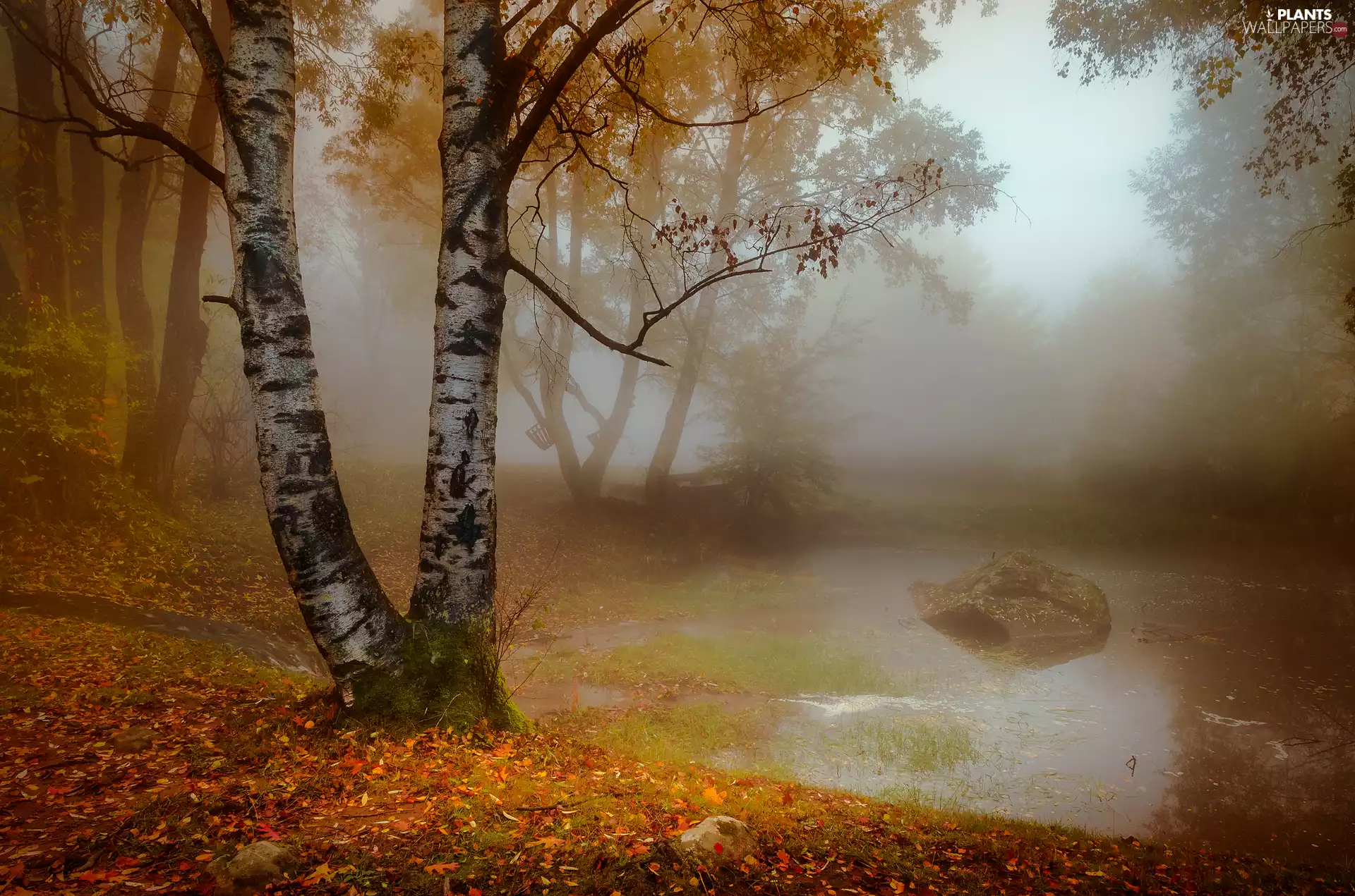 Park, autumn, dawn, Fog, Pond - car, Stone, viewes, birch-tree, trees