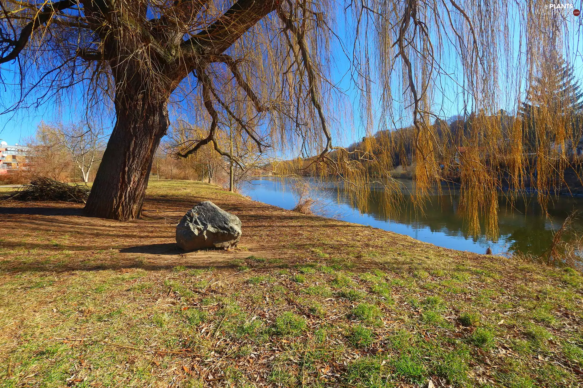 River, Stone, viewes, Willow, trees