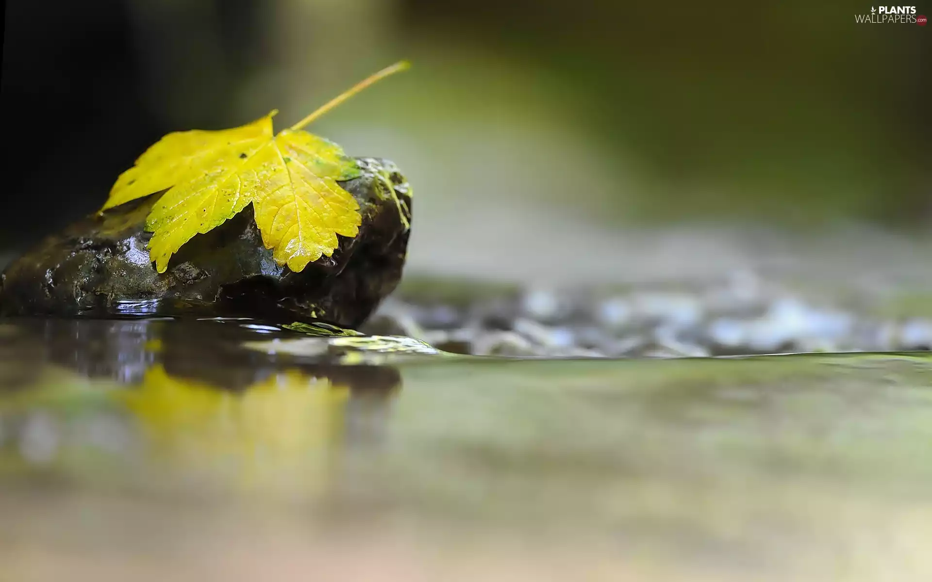 wet, Yellow, leaf, Stone