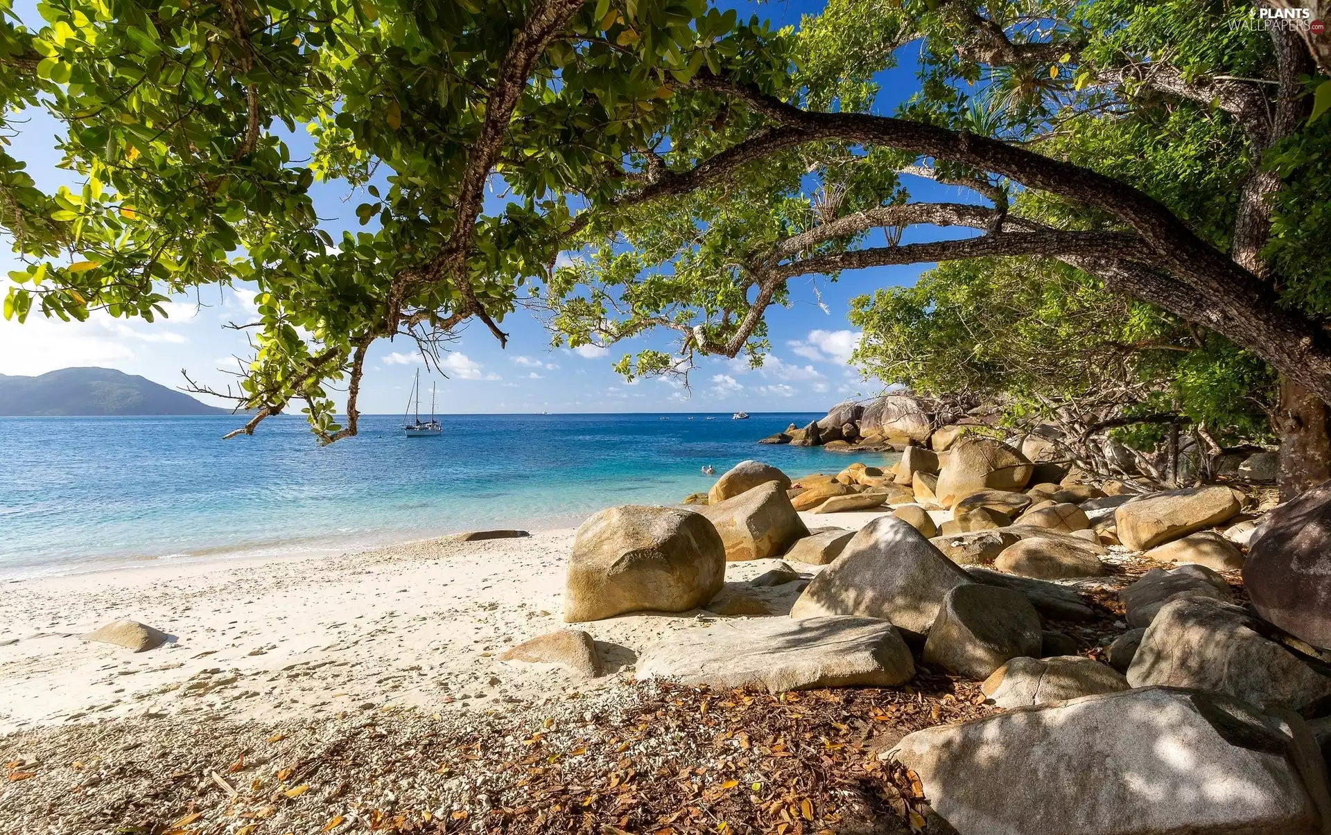 Queensland State, Australia, Fitzroy Island, Coral Sea, viewes, Yacht, Stones, trees, Beaches
