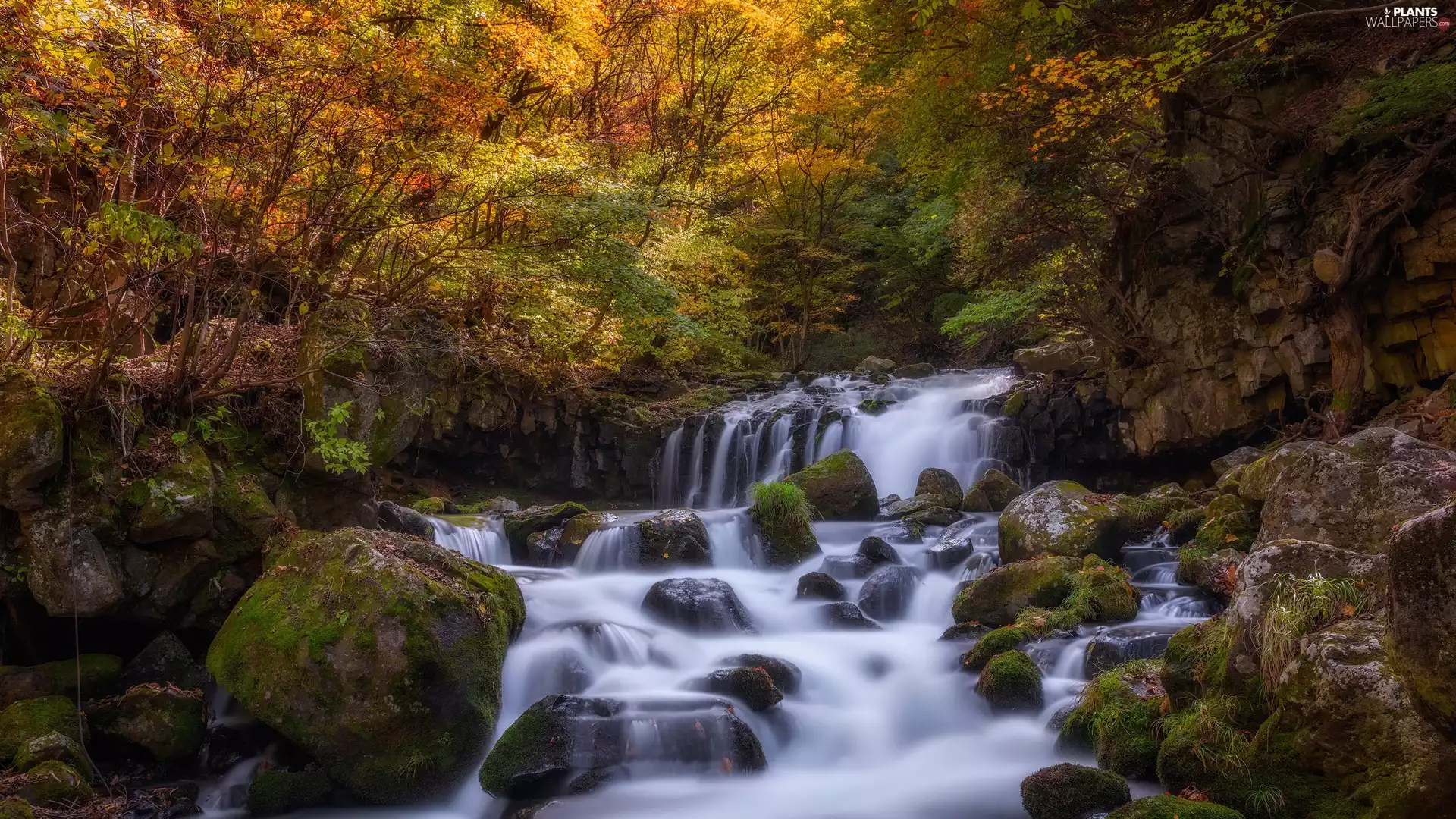 viewes, stream, autumn, stream, Leaf, trees, forest, Stones