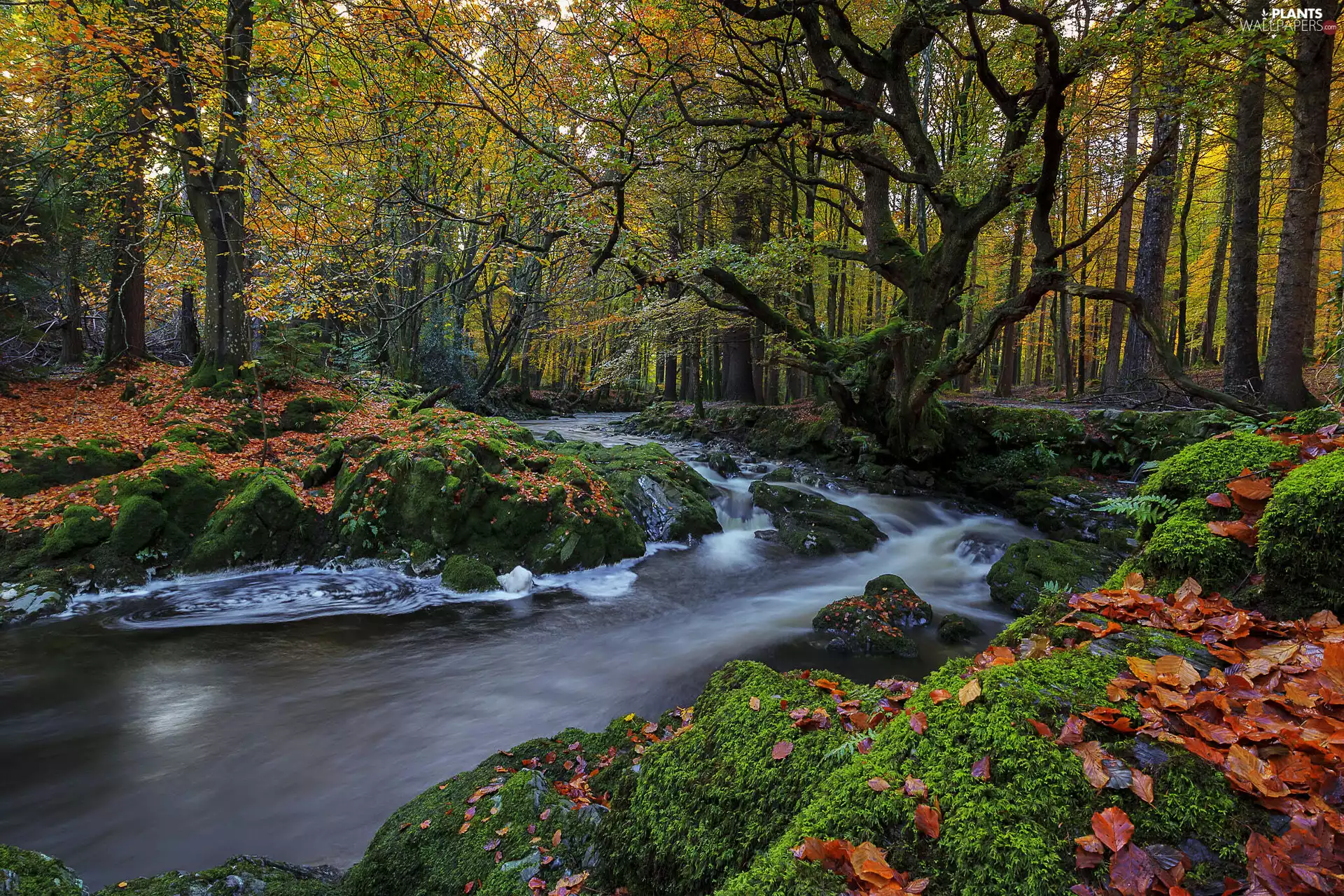 trees, viewes, autumn, mossy, Leaf, River, forest, Stones