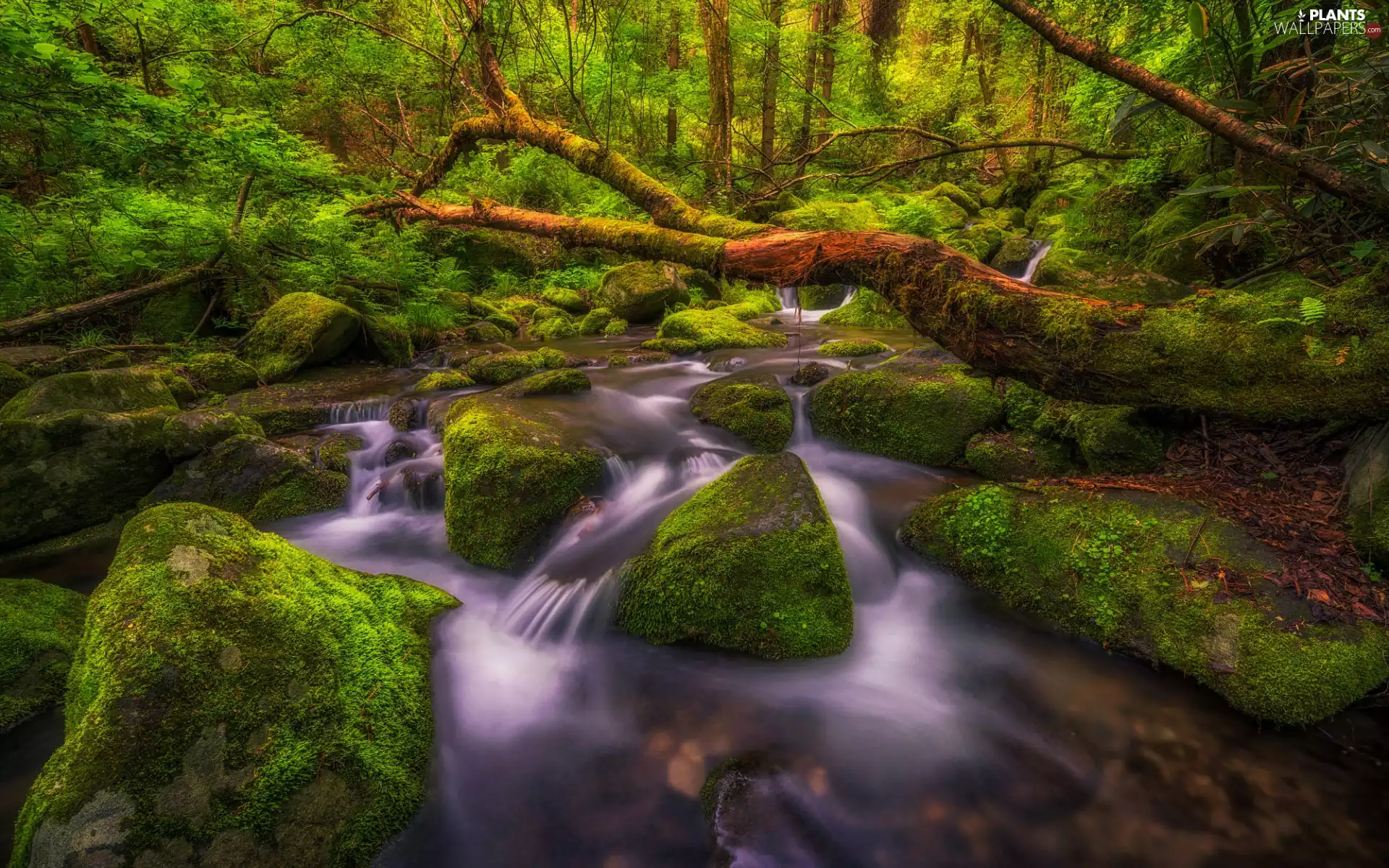 viewes, River, branches, mossy, fallen, trees, forest, Stones