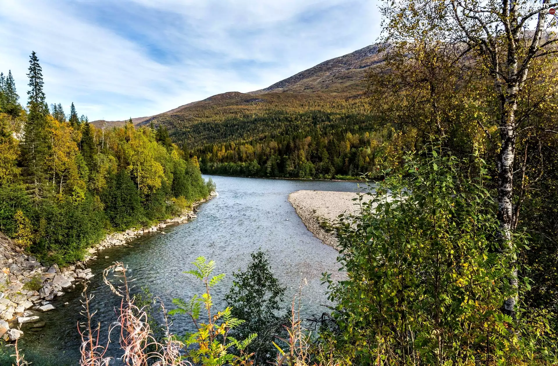 trees, River, woods, Stones, viewes, Branchpoint