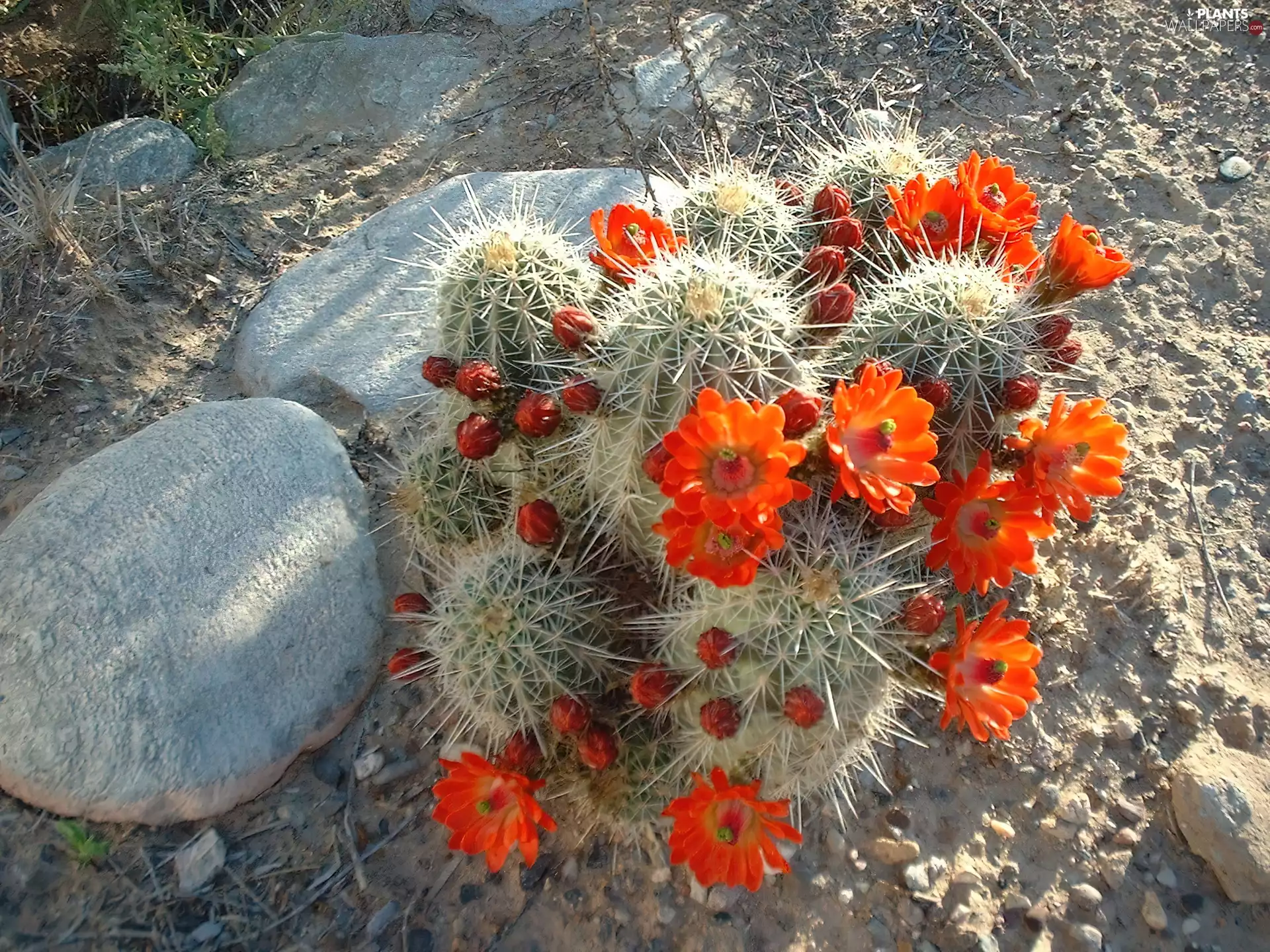 Stones, flower, Cactus