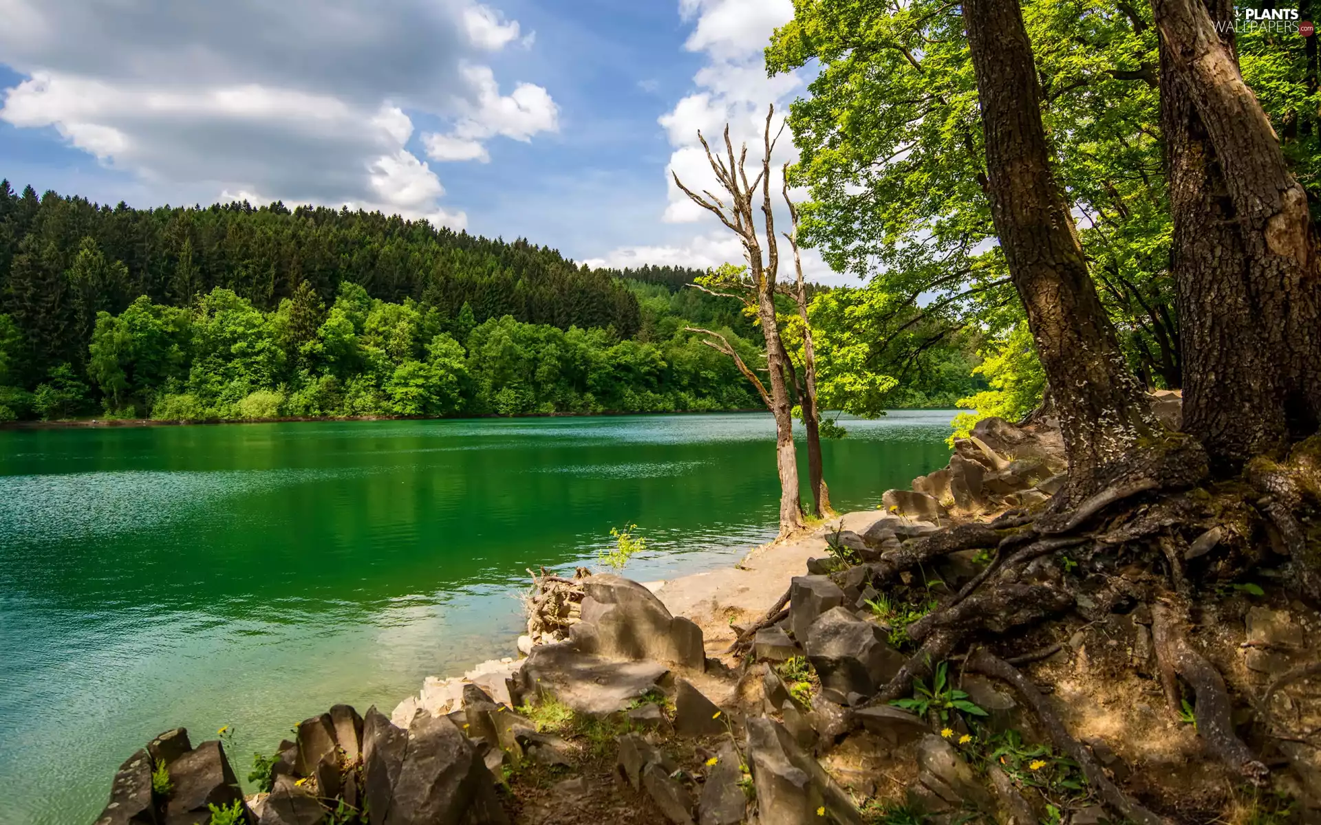 forest, trees, clouds, viewes, Sky, Hill, River, Stones