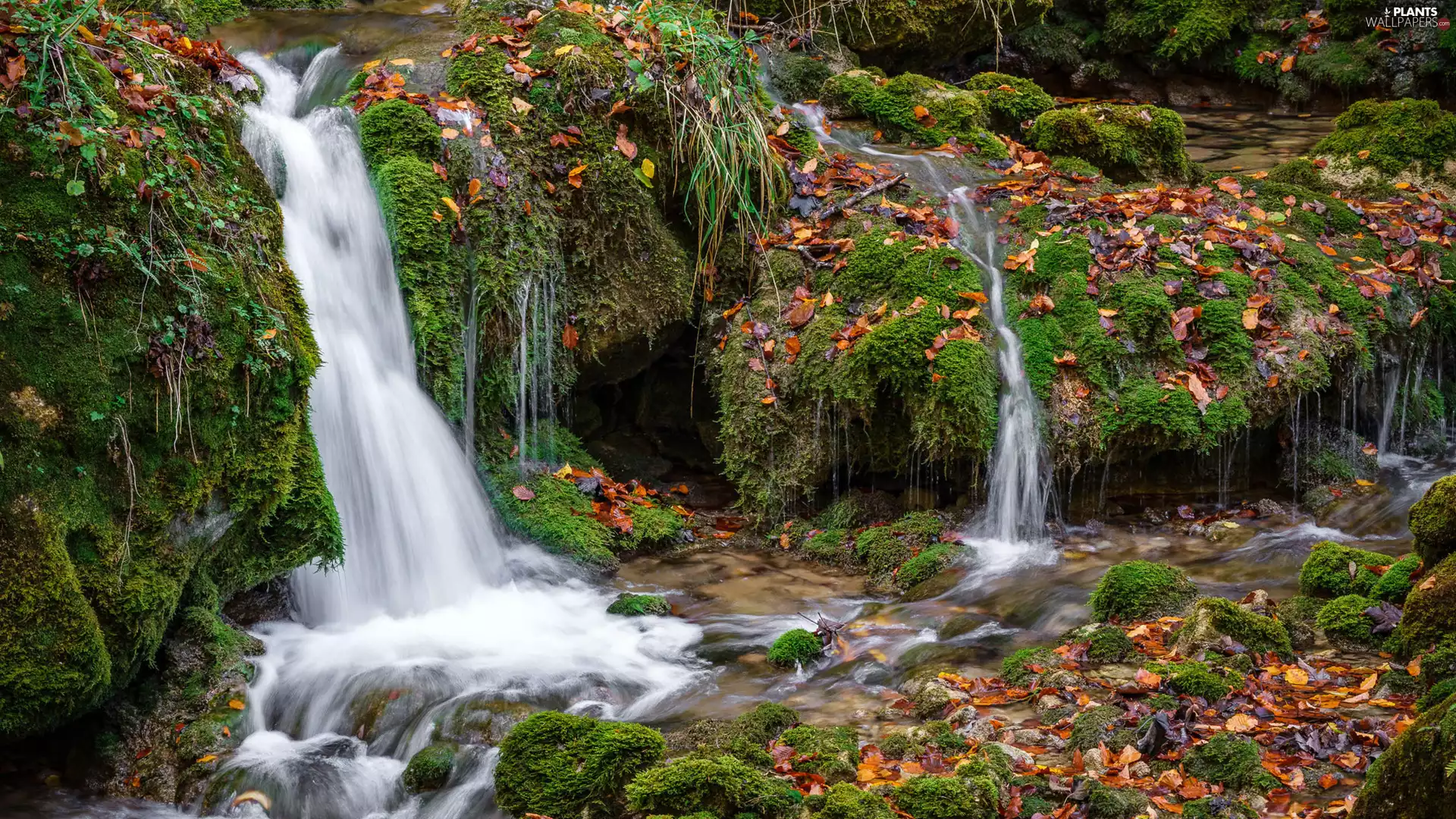 mossy, Stones, fallen, Leaf, River